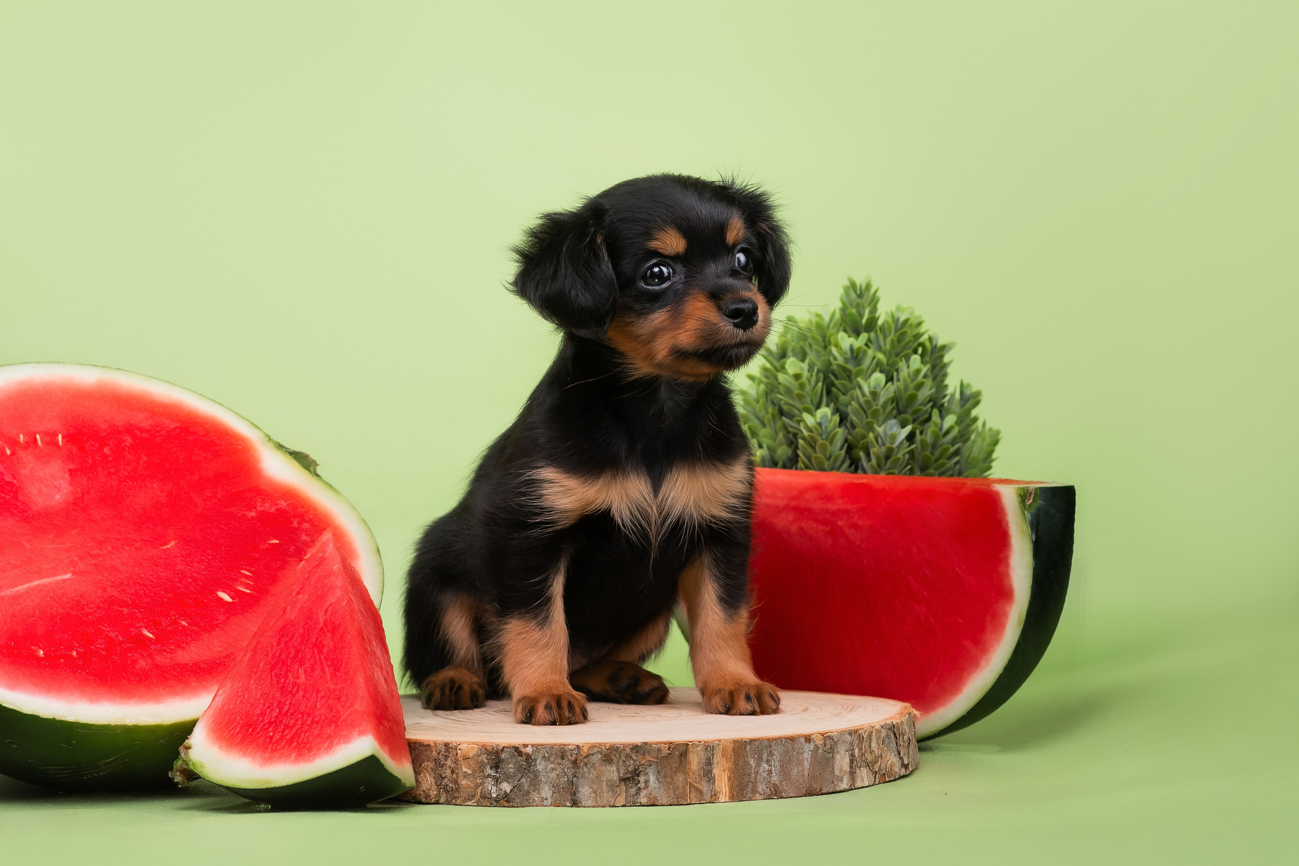 Малыши пражских крысариков — 30.07.2025. Фотограф — Анималист | Анна Абрамова