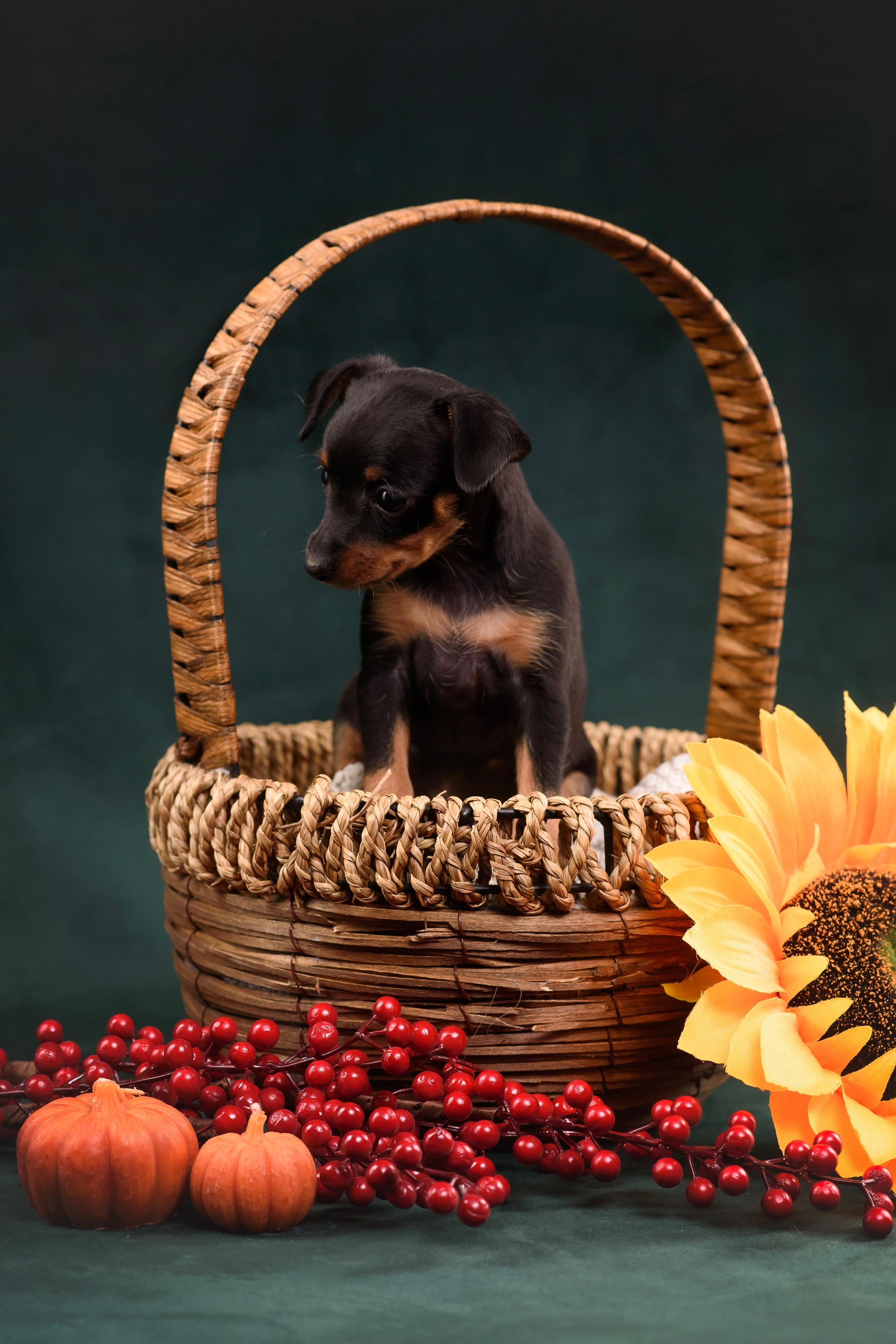 Щенки Пражского крысарика — 19.10.2025. Фотограф — Анималист | Анна Абрамова