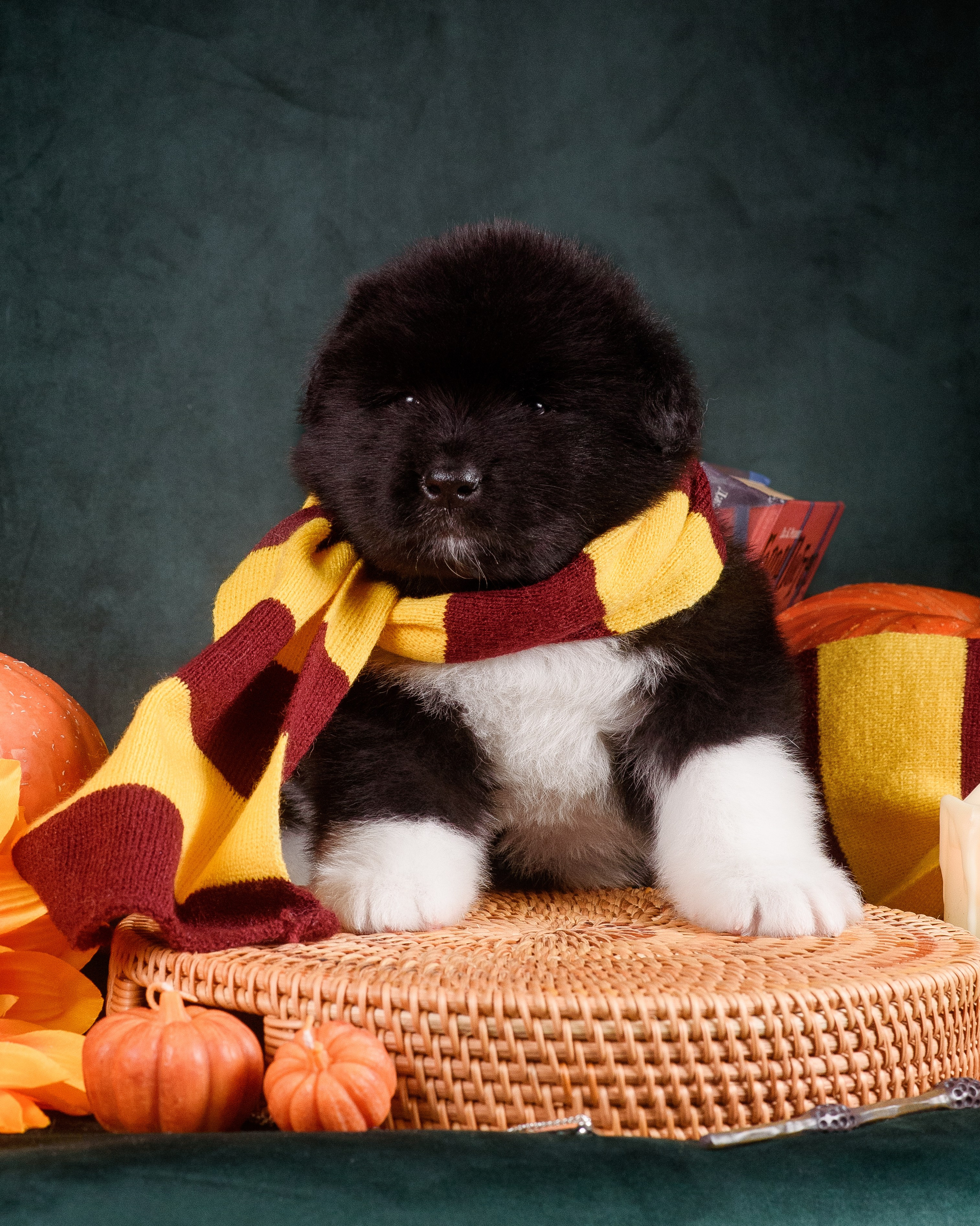 Щенки Американской Акиты — 04.11.2024. Фотограф — Анималист | Анна Абрамова