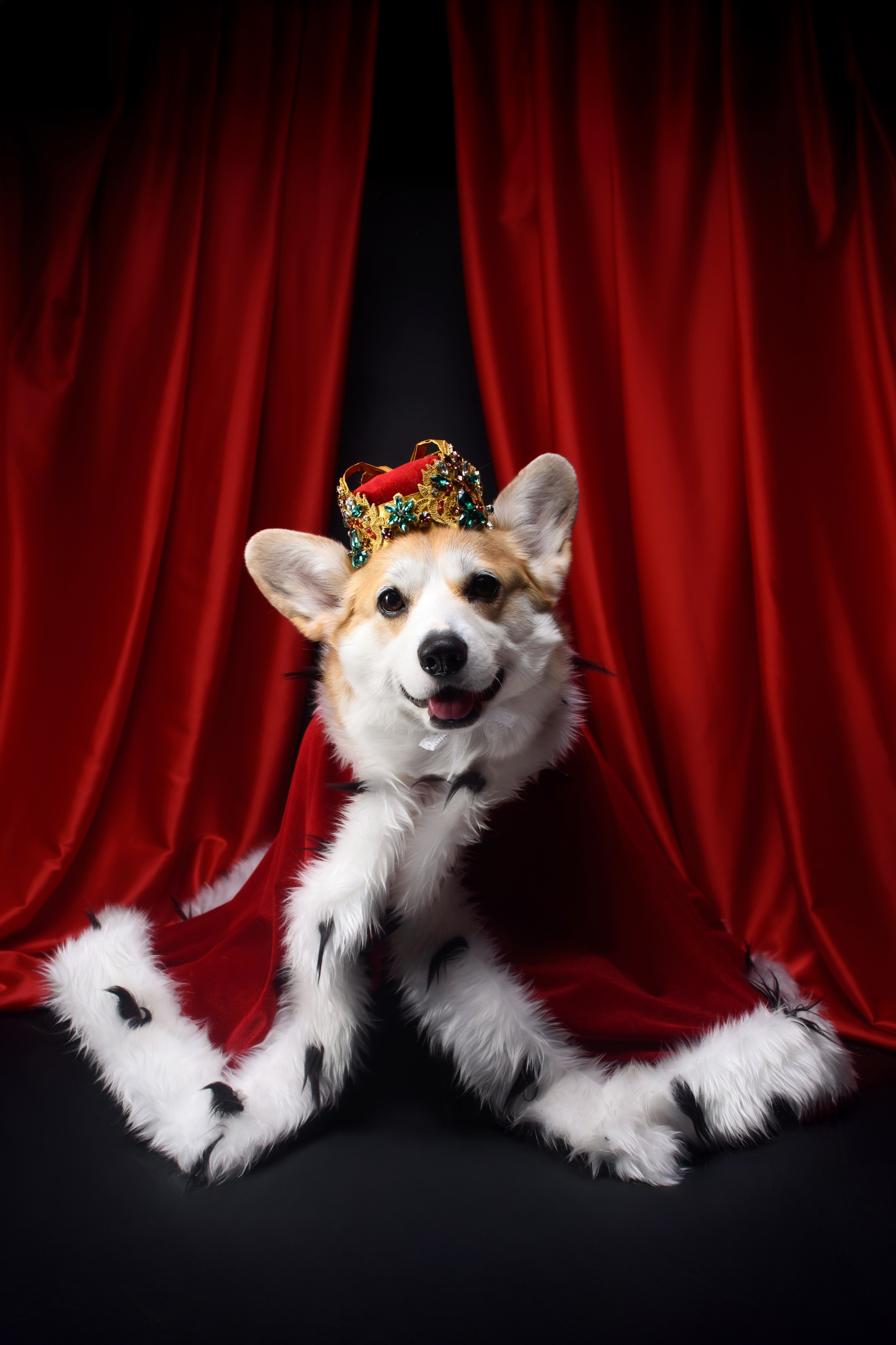 Королевская съемка — 20.05.2025. Фотограф — Анималист | Анна Абрамова