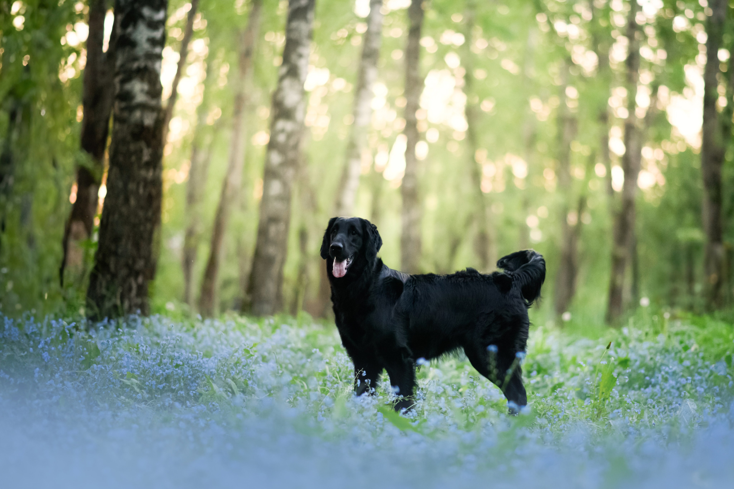 Степа, Йоки и Мята — 29.05.2024. Фотограф — Анималист | Анна Абрамова