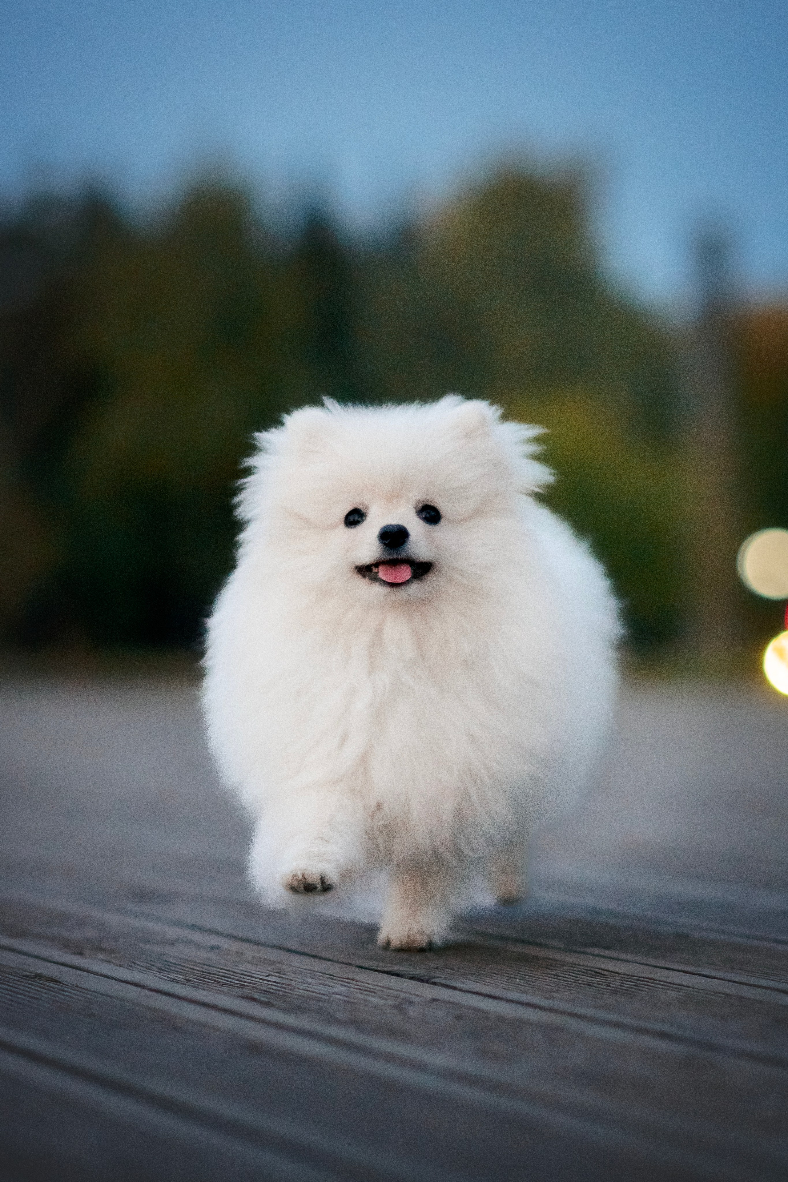 Малый немецкий шпиц — 18.09.2025. Фотограф — Анималист | Анна Абрамова