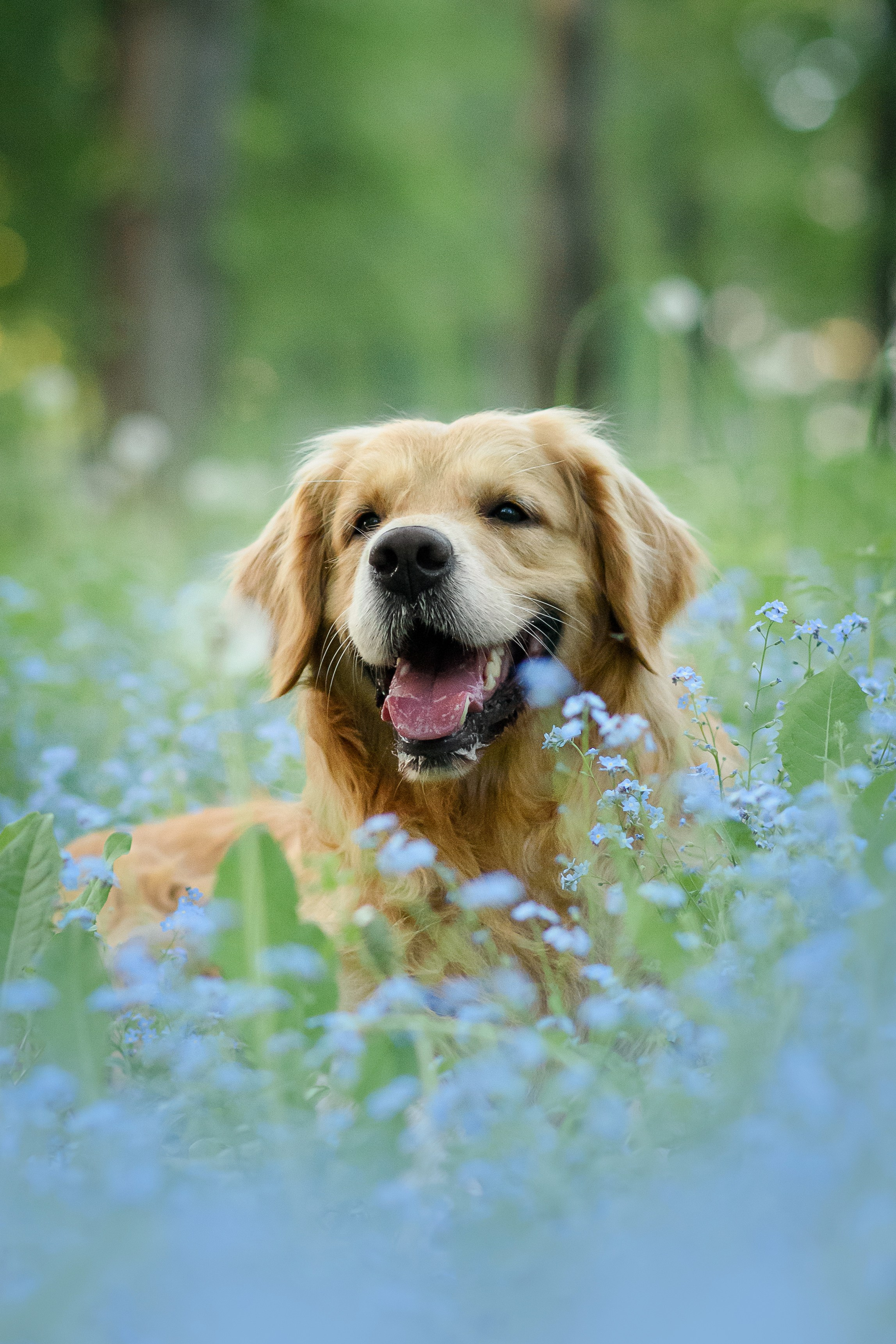 Степа, Йоки и Мята — 29.05.2024. Фотограф — Анималист | Анна Абрамова