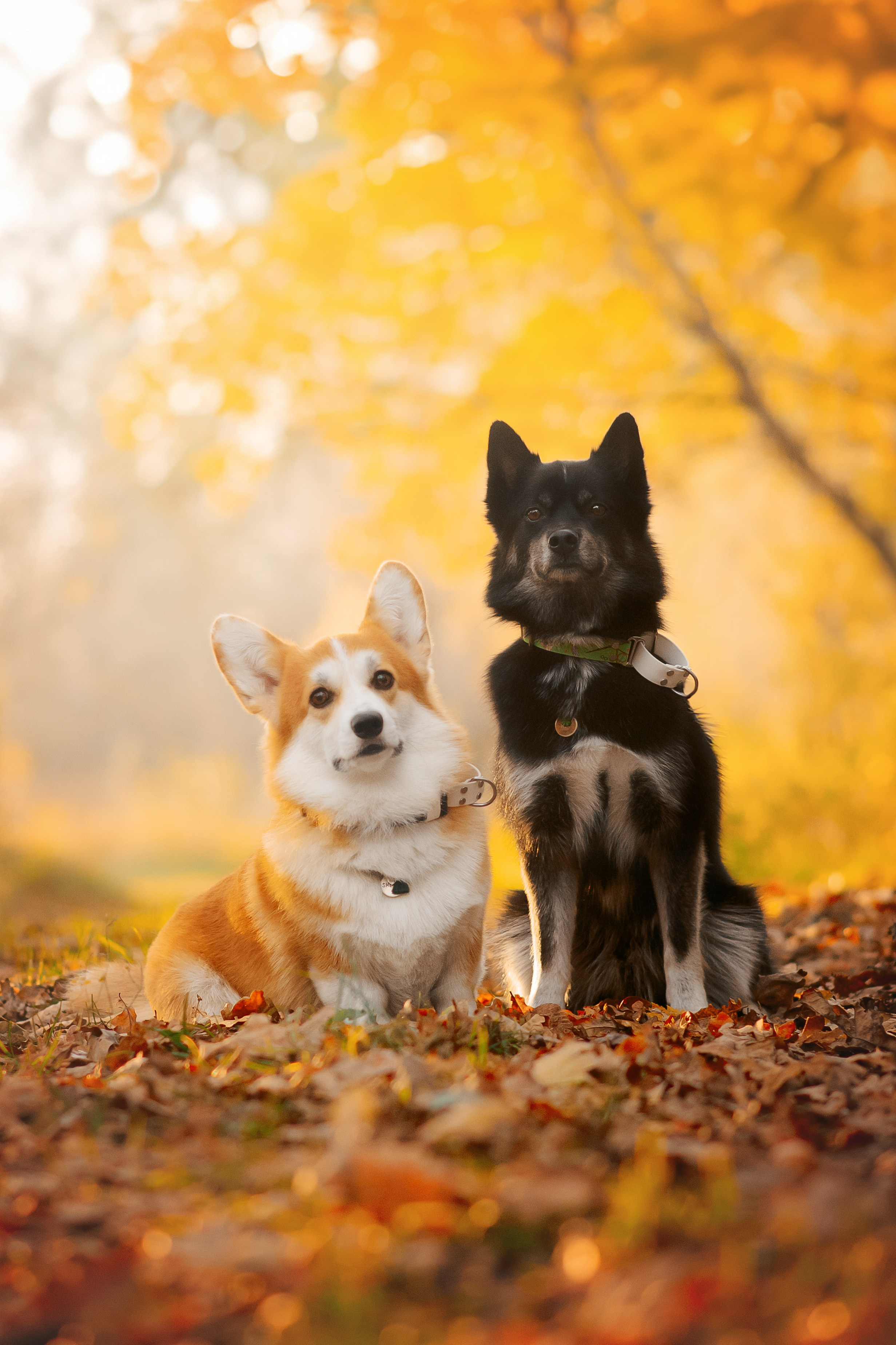 Максим, Надя, Рой и Шелби — 13.10.2024. Фотограф — Анималист | Анна Абрамова