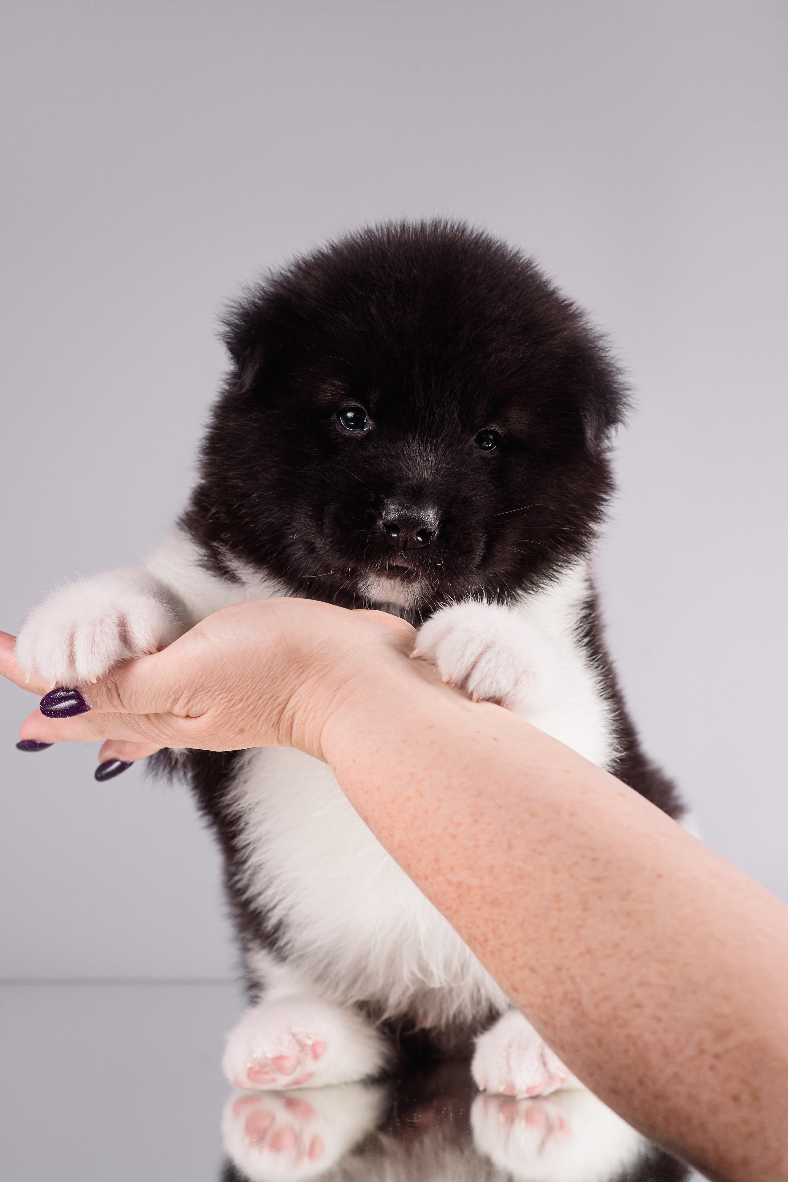 Щенки Американской Акиты — 04.11.2024. Фотограф — Анималист | Анна Абрамова