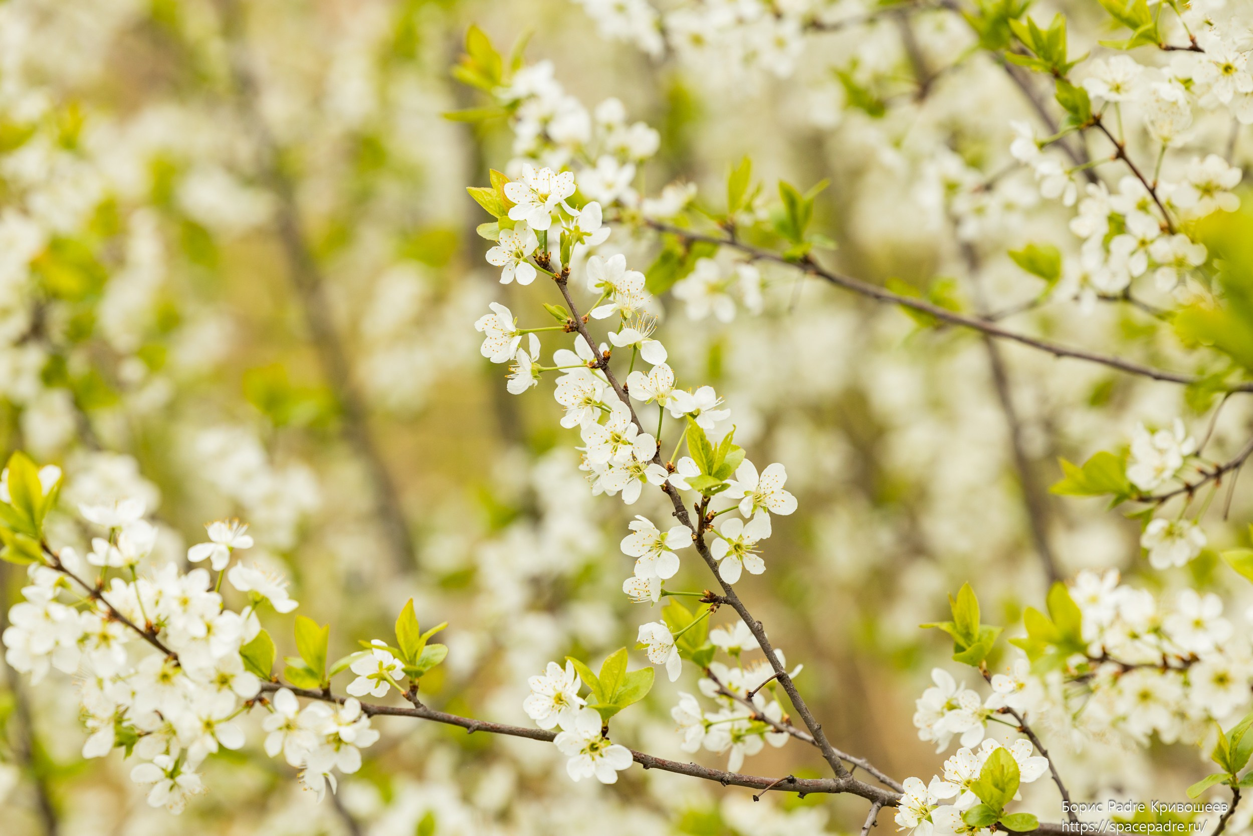 Гонка ГТО 260 425. Репортажный фотограф Борис Padre Кривошеев