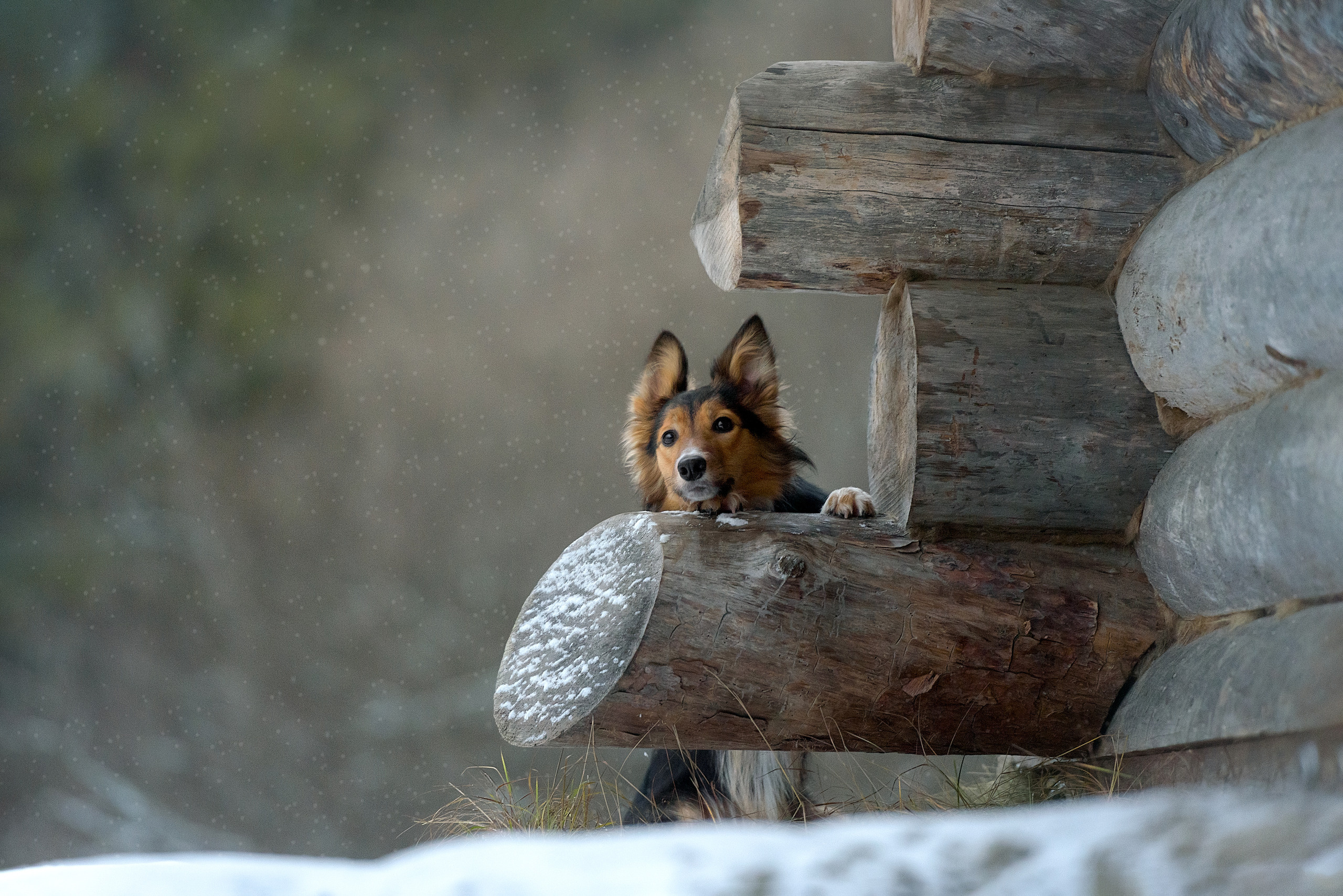 Фотограф анималист в Санкт-Петербурге Ирина Ковалева