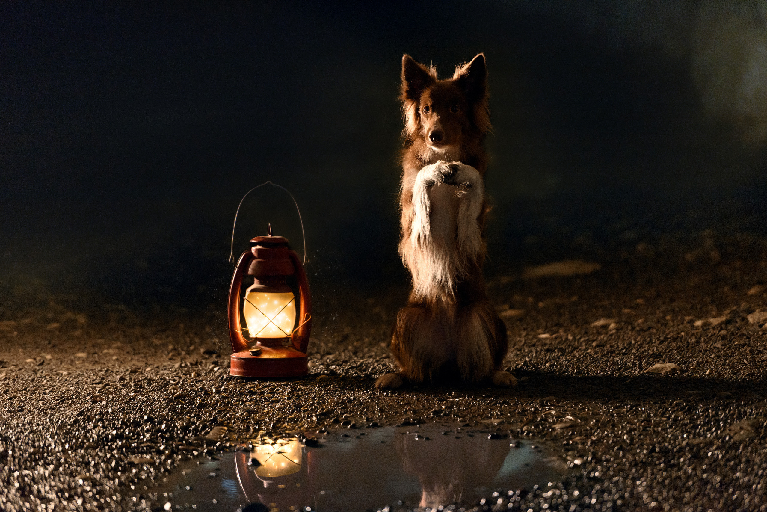 Фотограф анималист в Санкт-Петербурге Ирина Ковалева