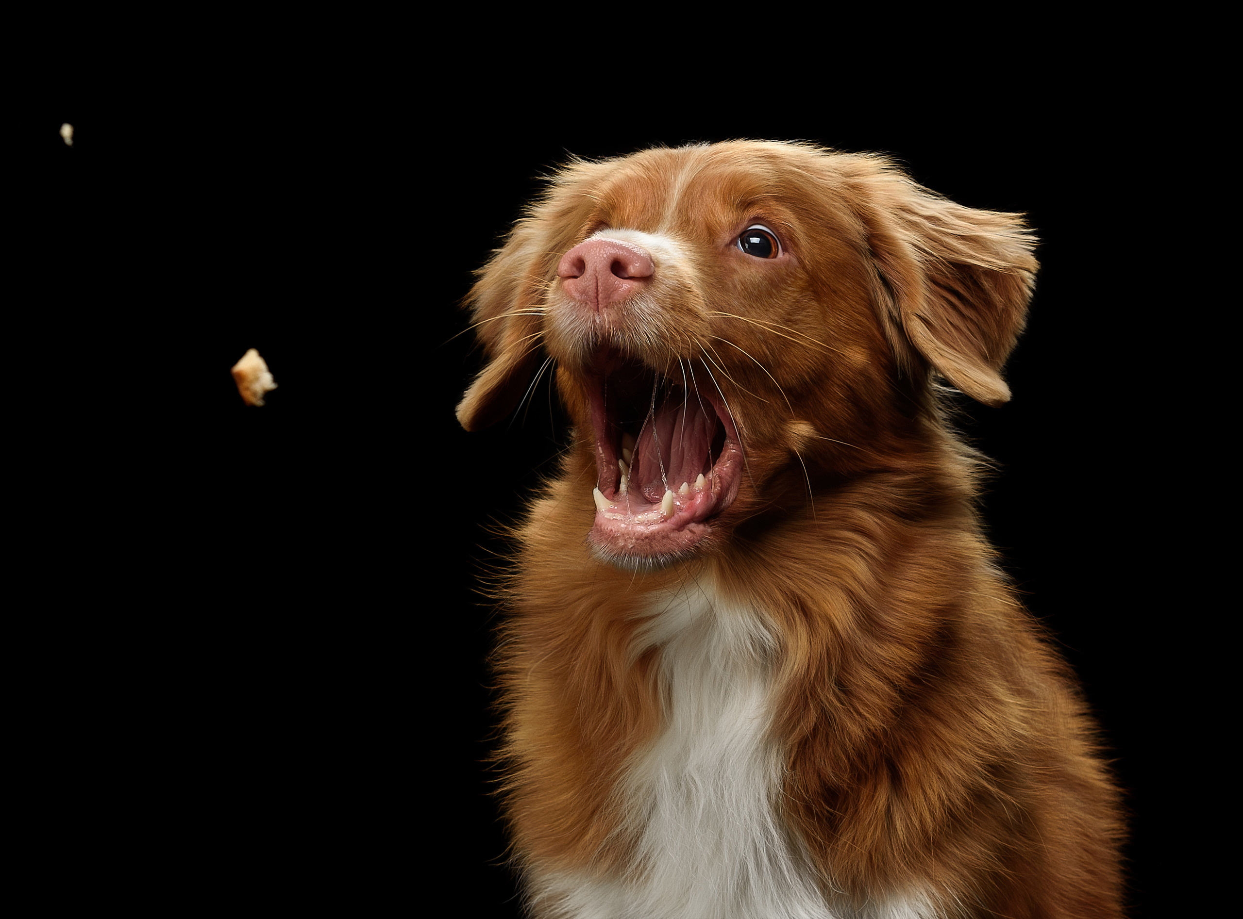 Фотограф анималист в Санкт-Петербурге Ирина Ковалева