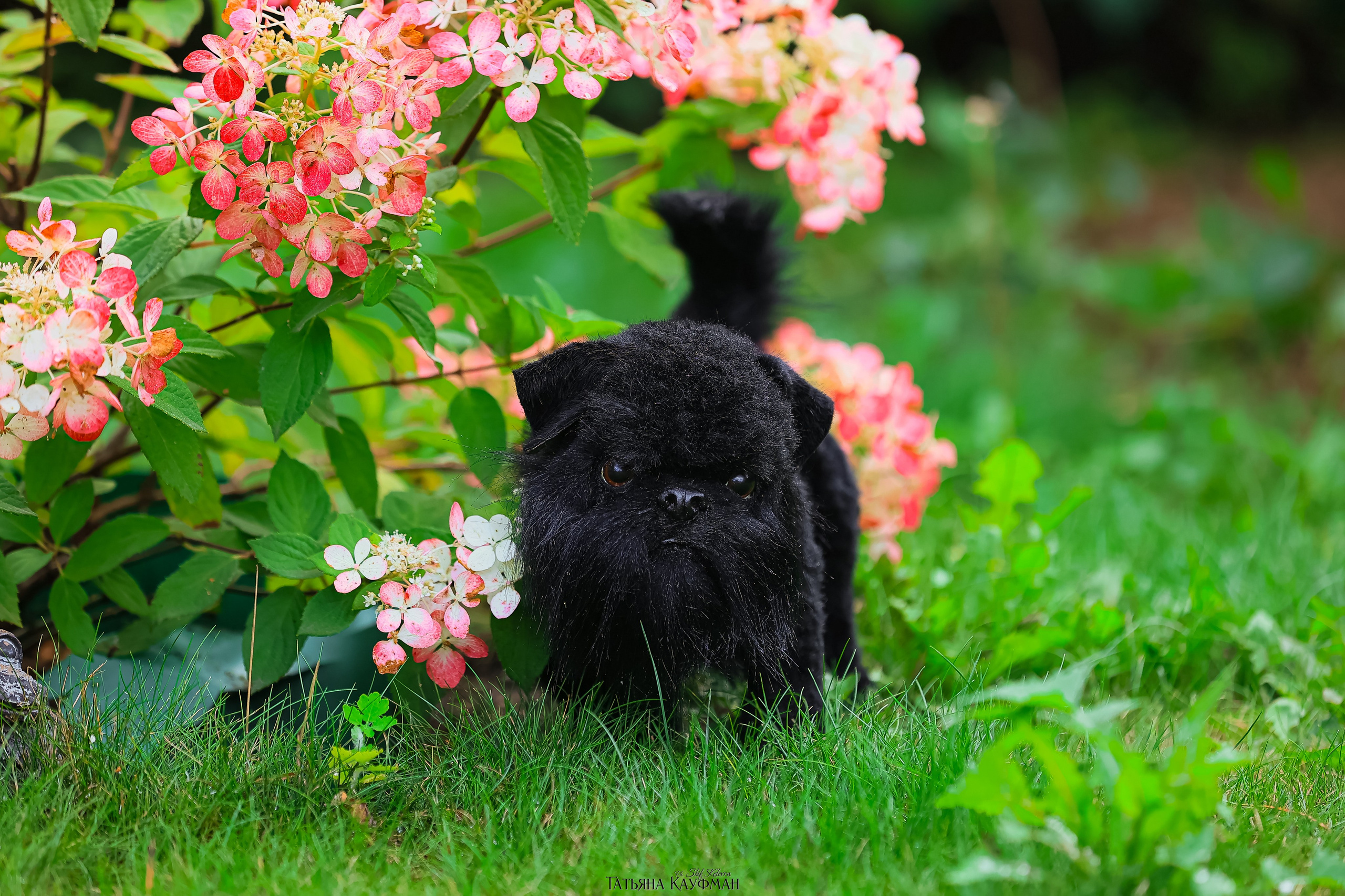 Хоббитовский домик. Фотограф Анималист из Новосибирска Татьяна Кауфман