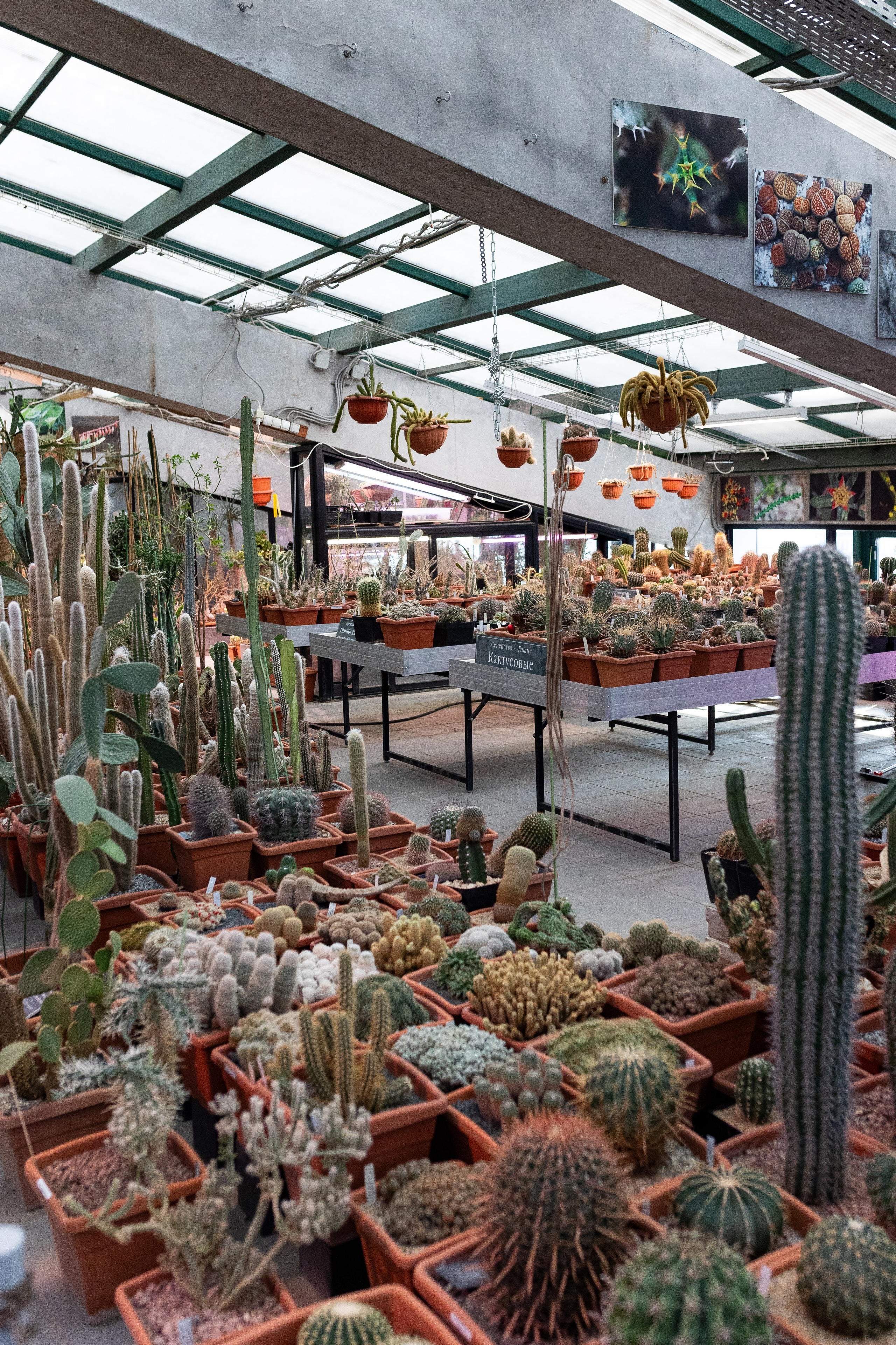 Аптекарский огород МГУ. Китай. Александра Куликова фотограф, Москва