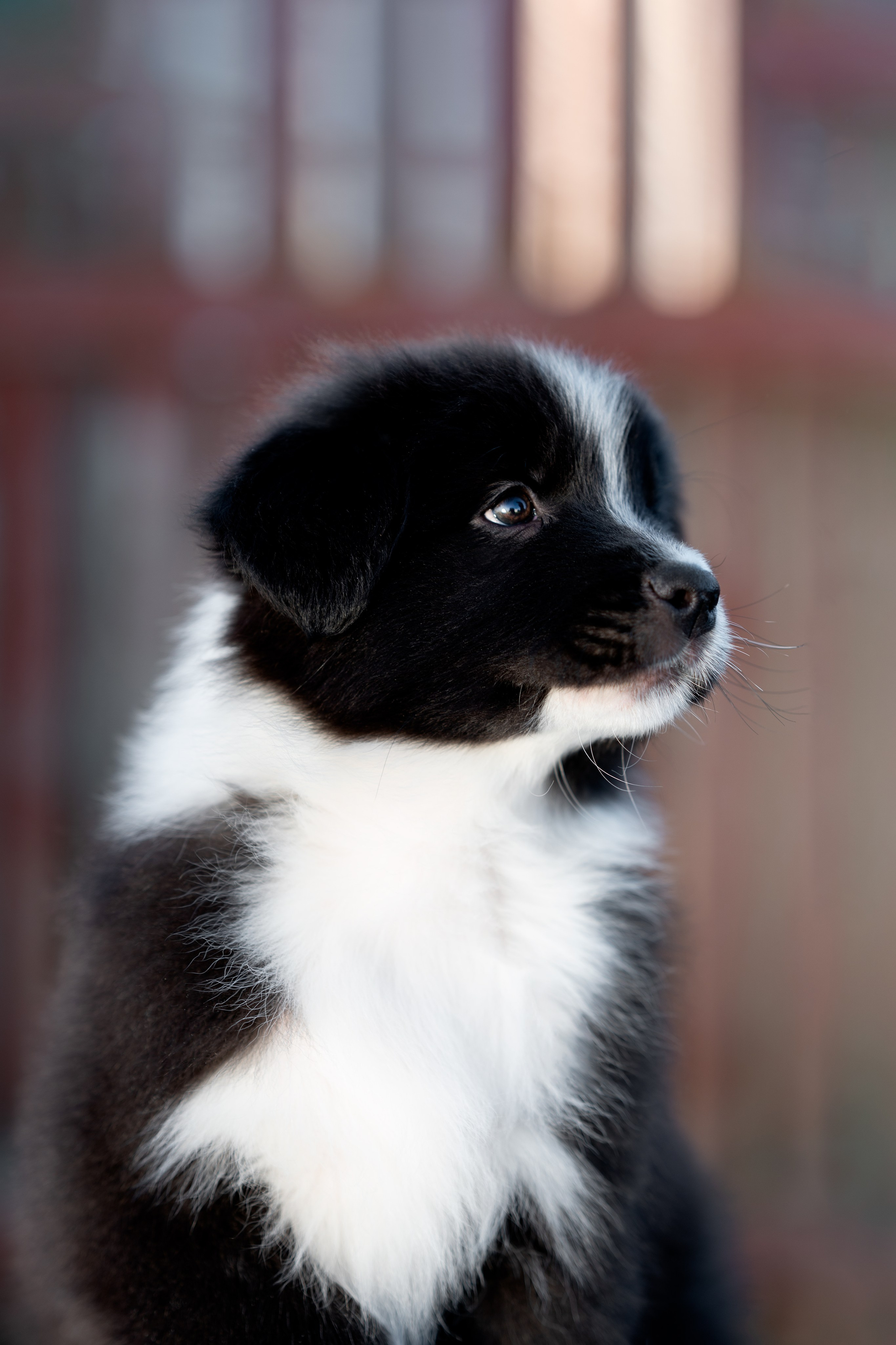 Заводчик Влада Эльман. Творческий фотограф Вологда