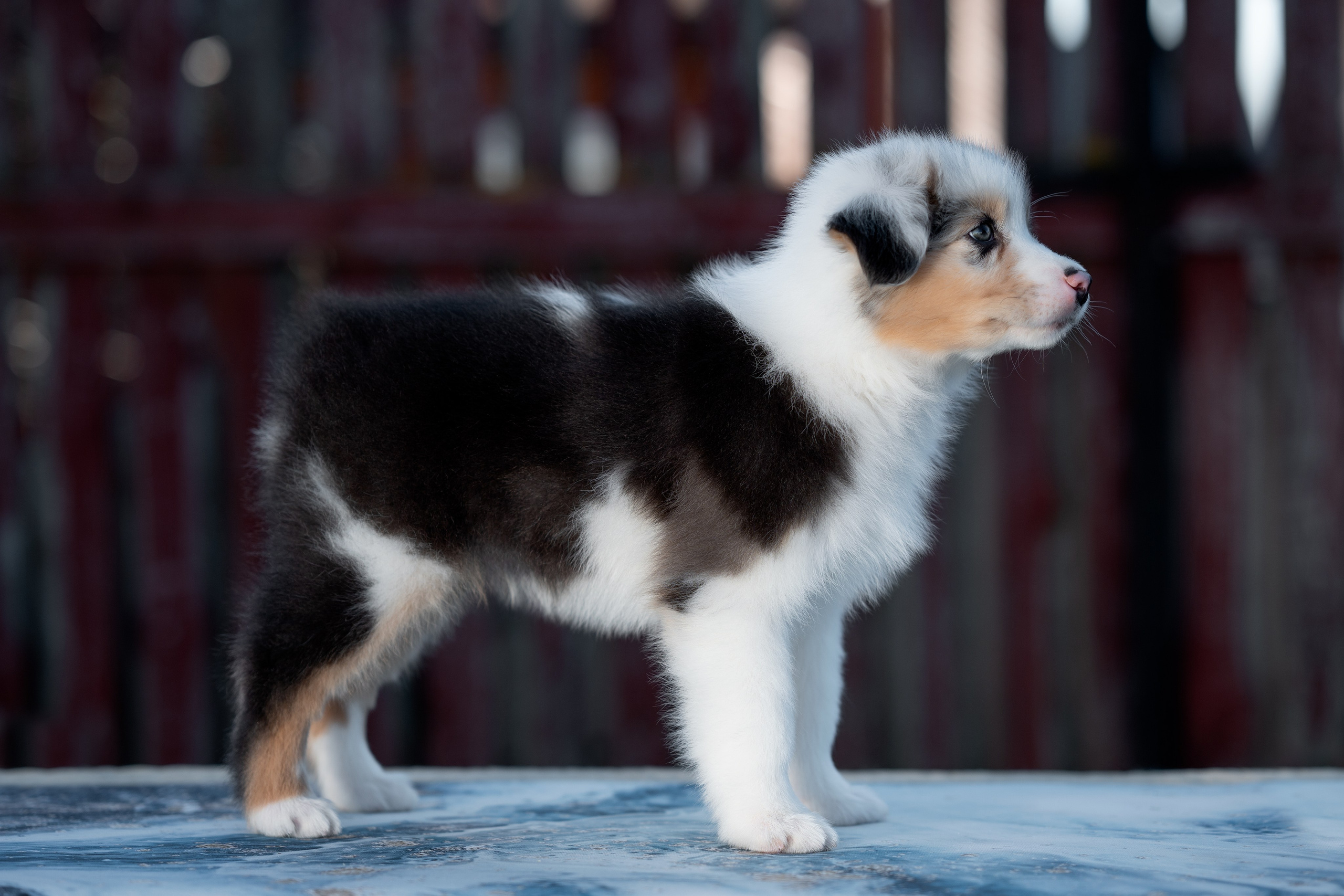 Заводчик Влада Эльман. Творческий фотограф Вологда