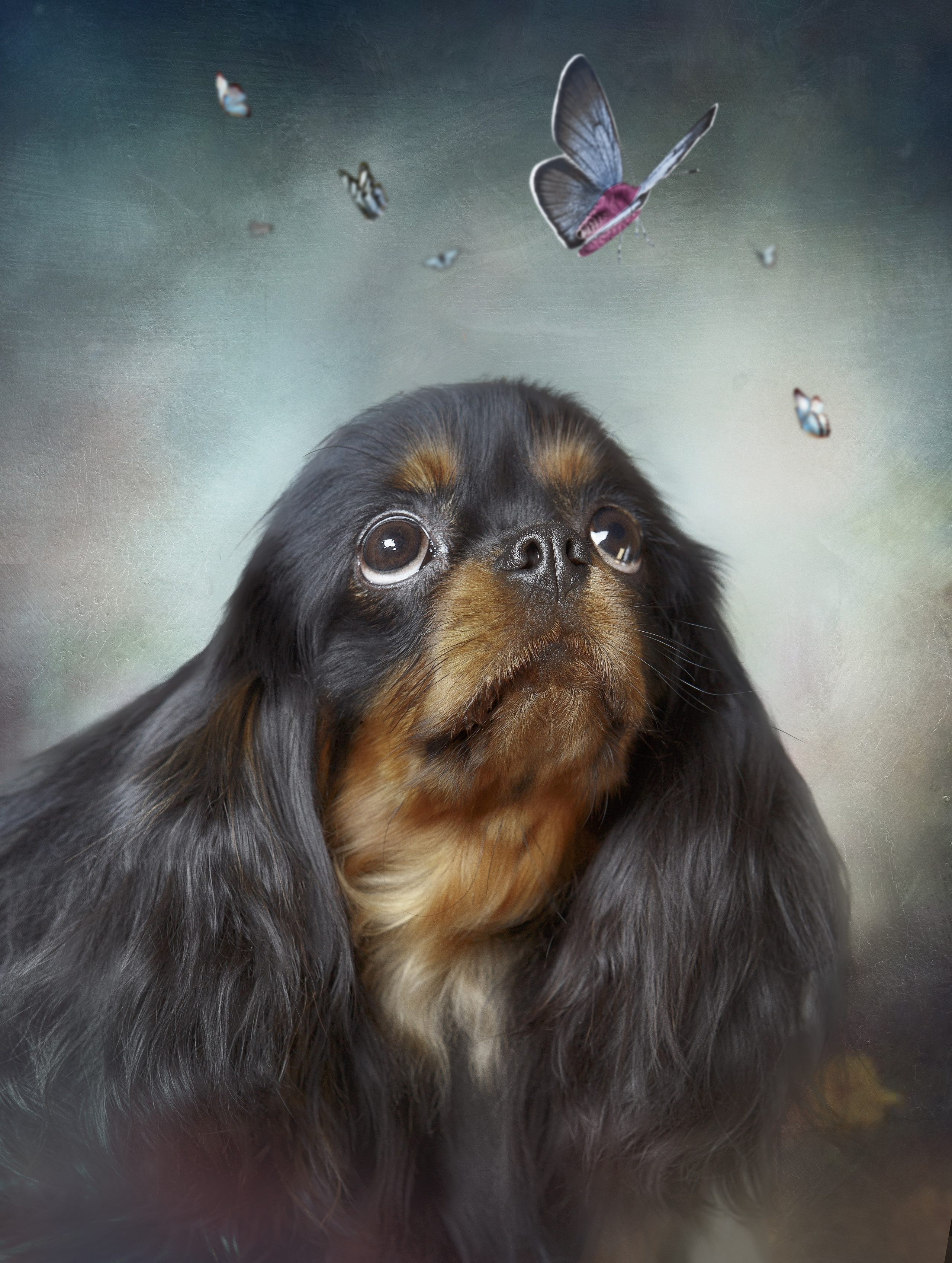 Портфолио. Студия груминга Валерии Кравец