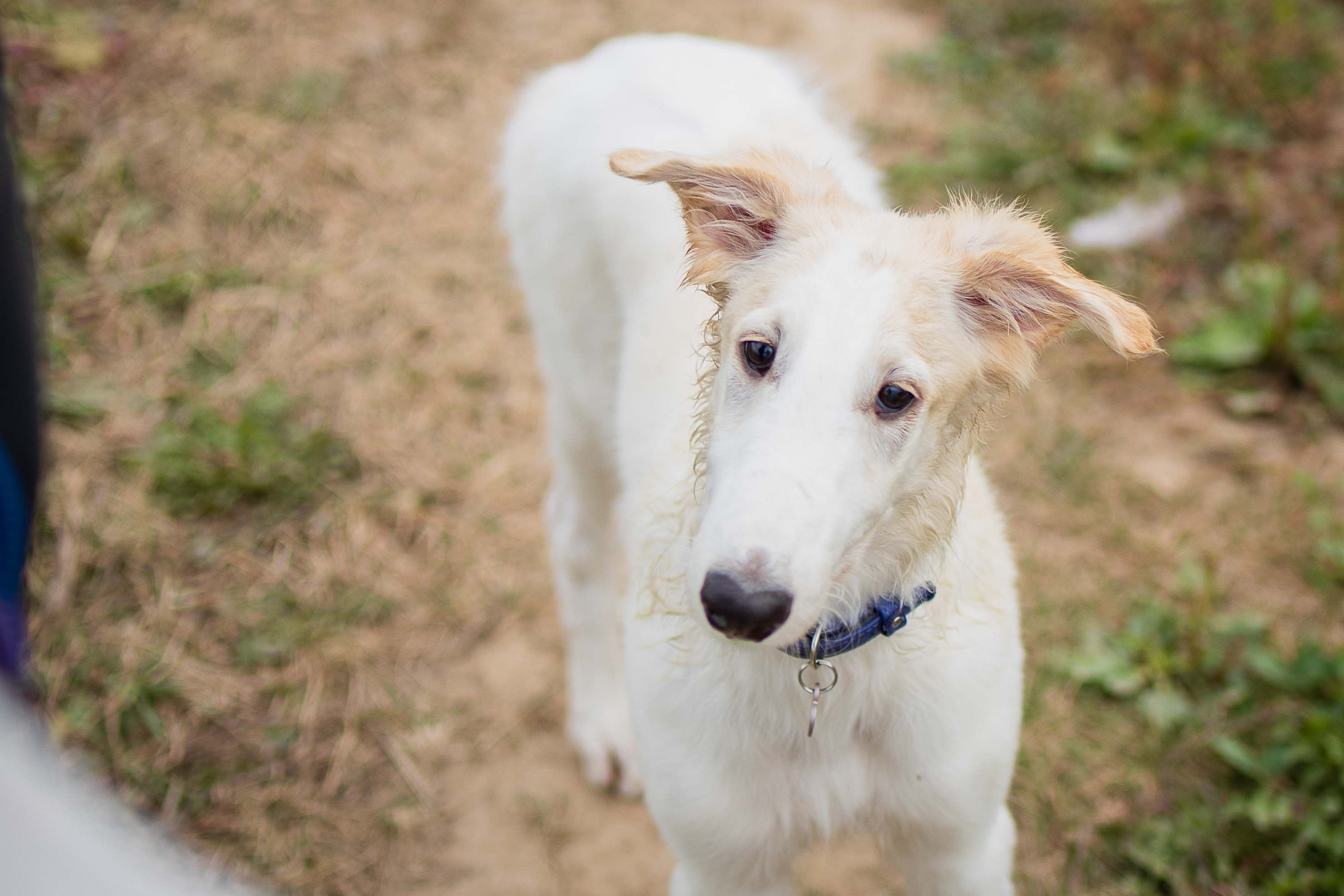 РПБ. Фотограф-анималист Александра Шеремет