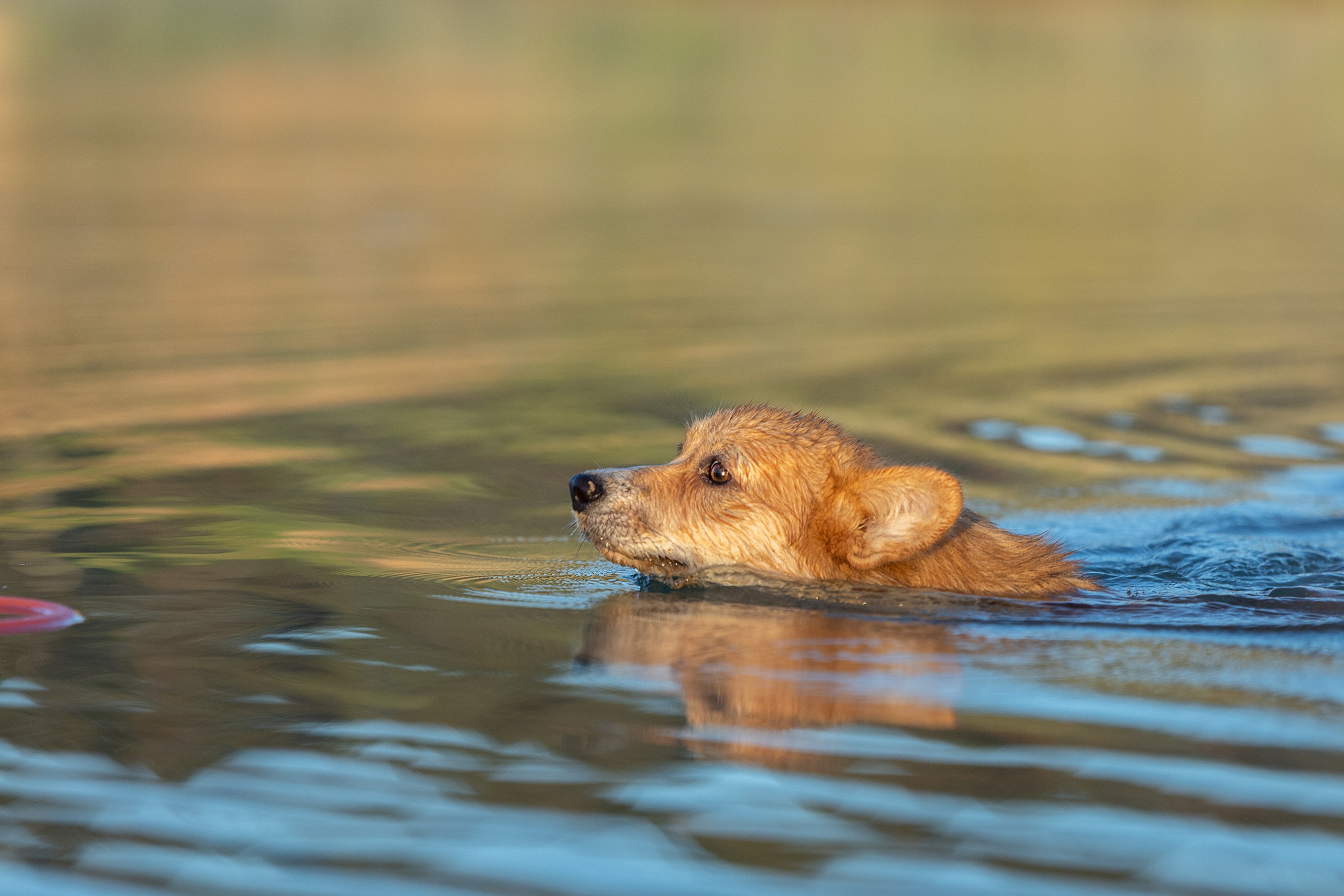 Рассвет. Фотограф-анималист Александра Шеремет