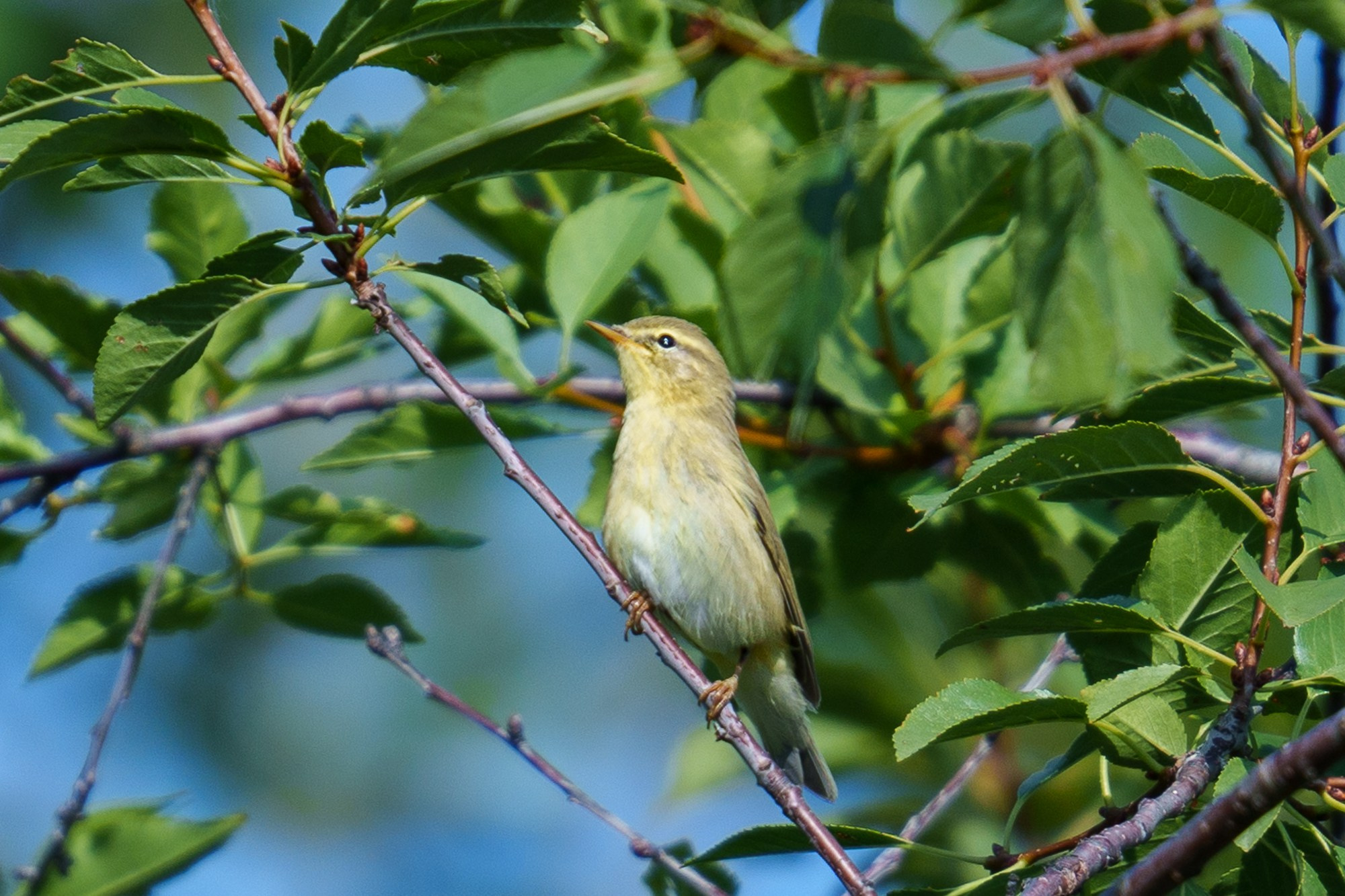 Удивительные мир птиц. Вокруг нас столько прекрасного — присмотритесь!. Ваш личный фотограф Марина Волкова