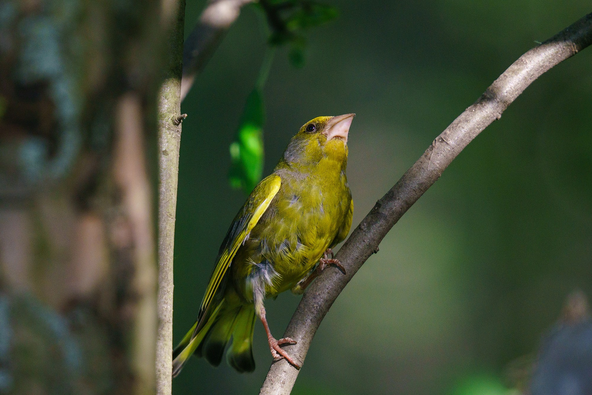 Удивительные мир птиц. Вокруг нас столько прекрасного — присмотритесь!. Ваш личный фотограф Марина Волкова