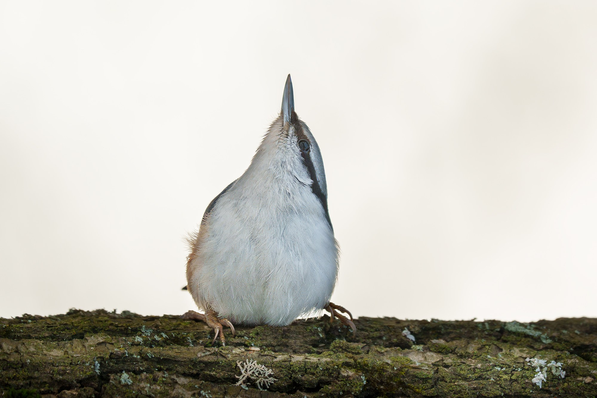 Удивительные мир птиц. Вокруг нас столько прекрасного — присмотритесь!. Ваш личный фотограф Марина Волкова