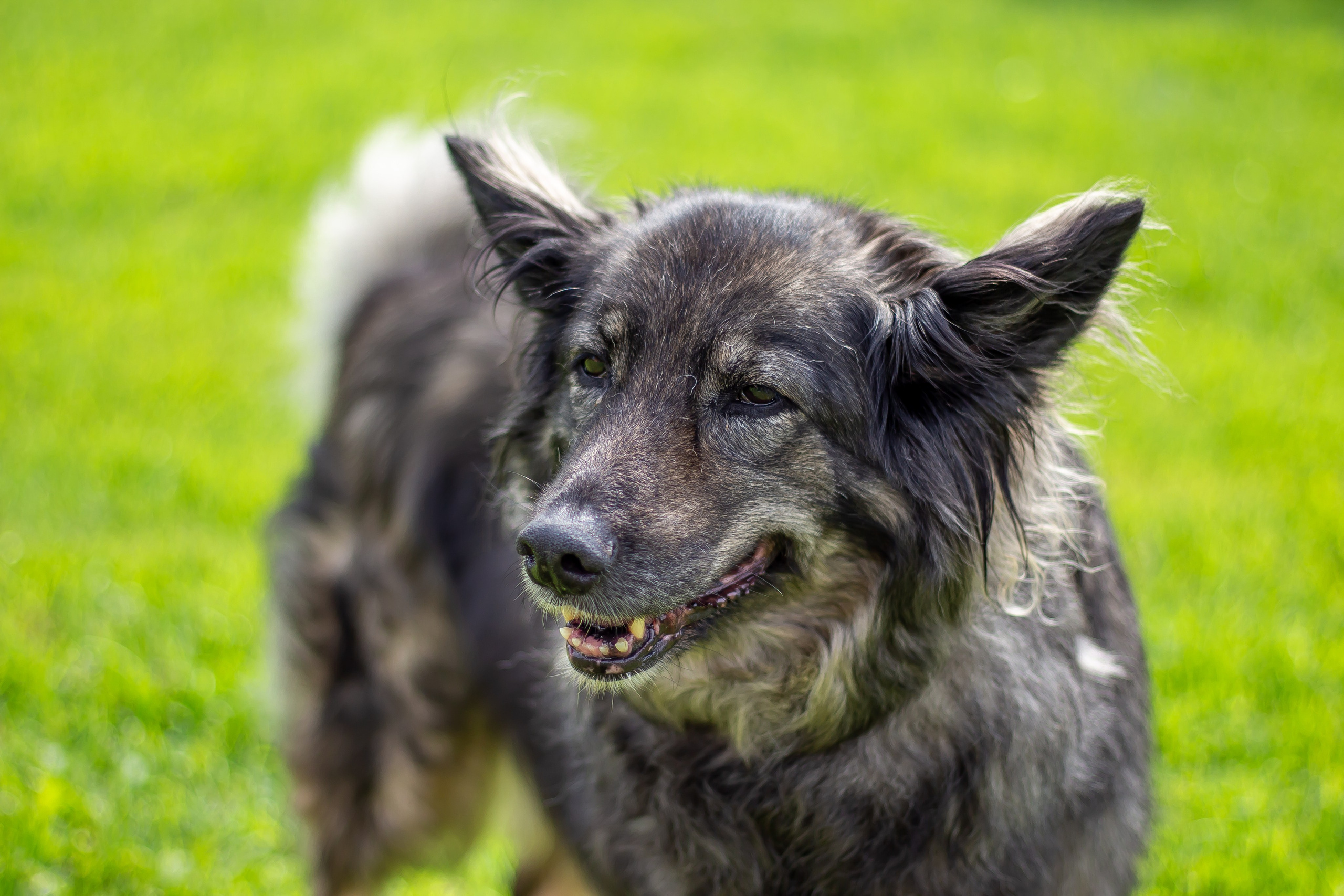 Собачья жизнь — Зоогостиница «Счастливые мечтатели». Фотограф • Орехово-Зуево • Балашиха • TEFO