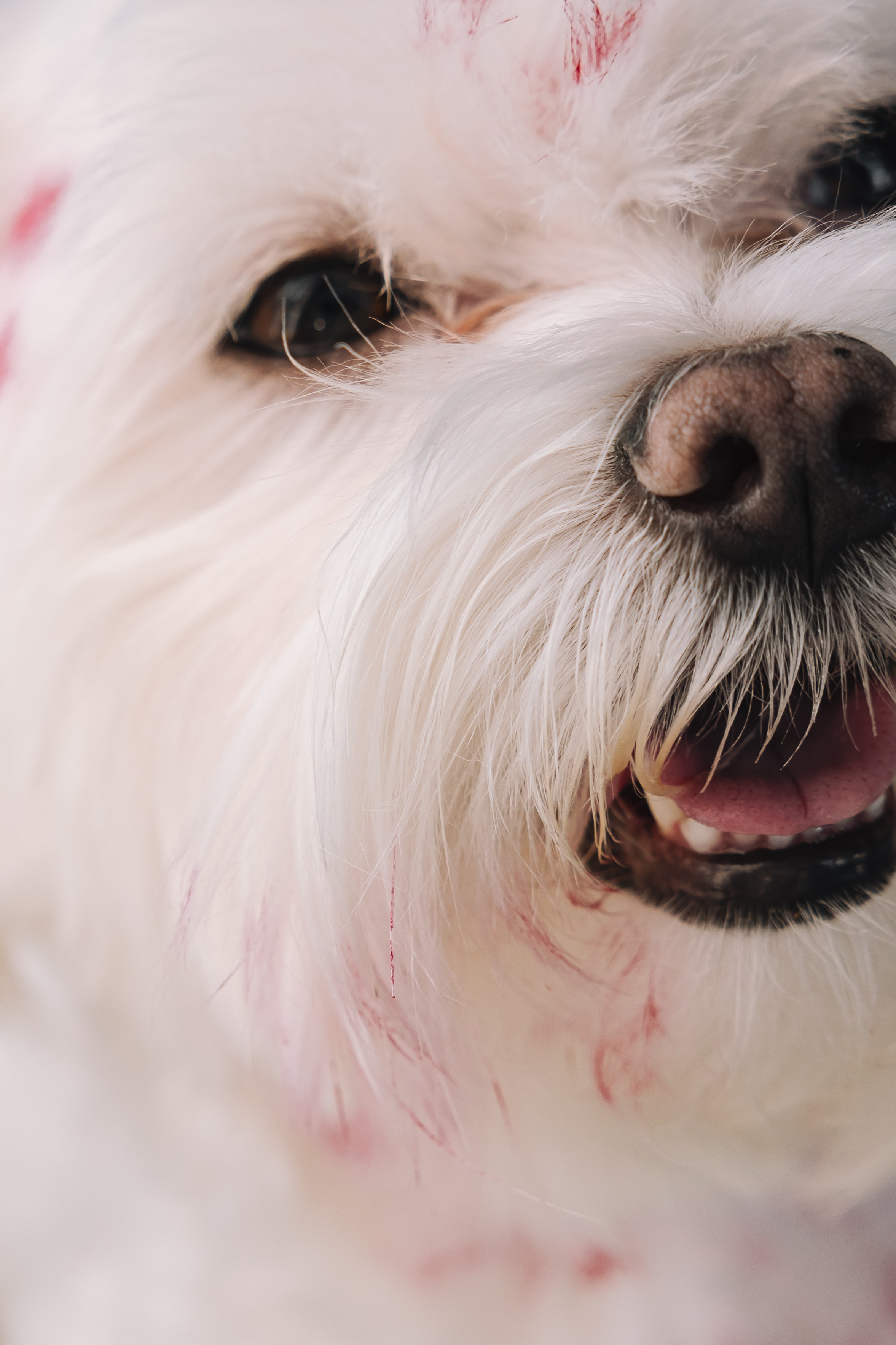 Ката и Лакки. Крылова Светлана Фотограф Челябинск