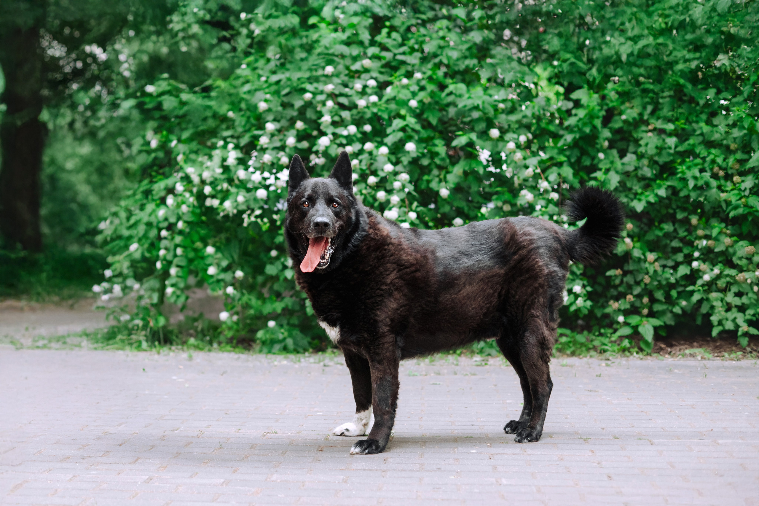Собаки из приюта Дубовая роща лето 2025. Фотограф-анималист Татьяна Степанова