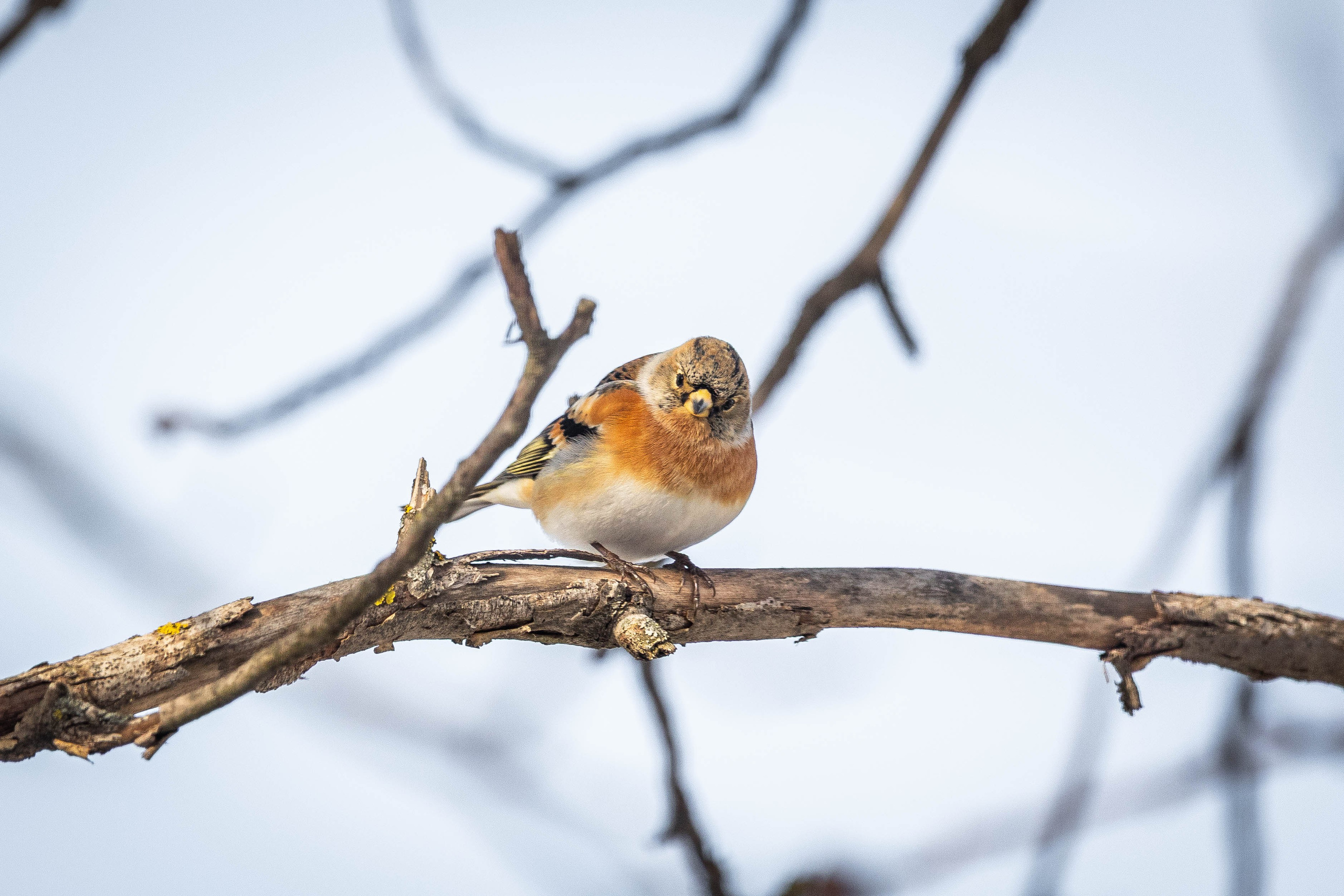 Дикий животный мир. Фотограф-АниМалист Анна Абрамова