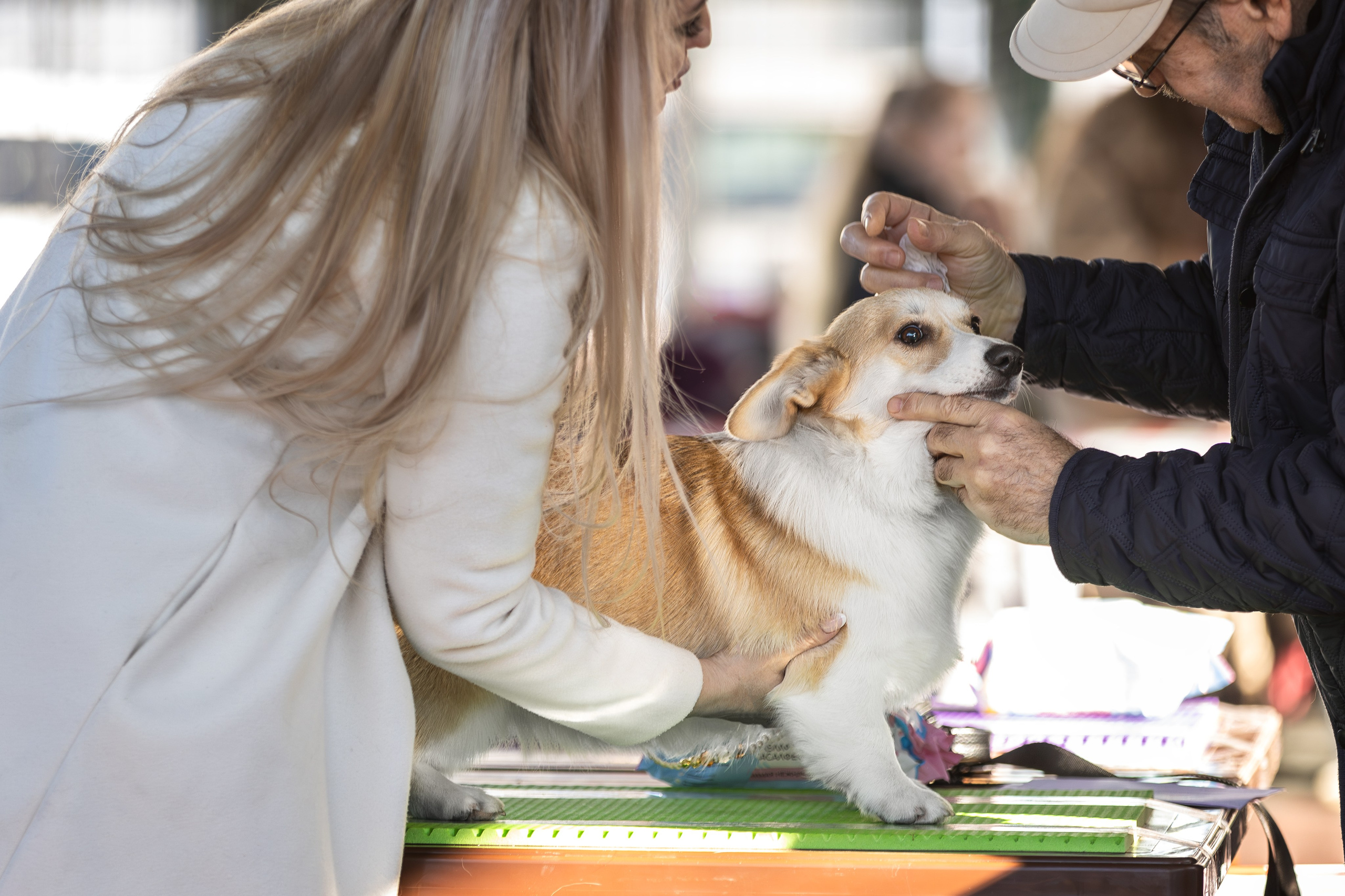 Выставка 25.02.2024. Ирина Голомб|Фотограф-анималист в  Сочи и Калининграде