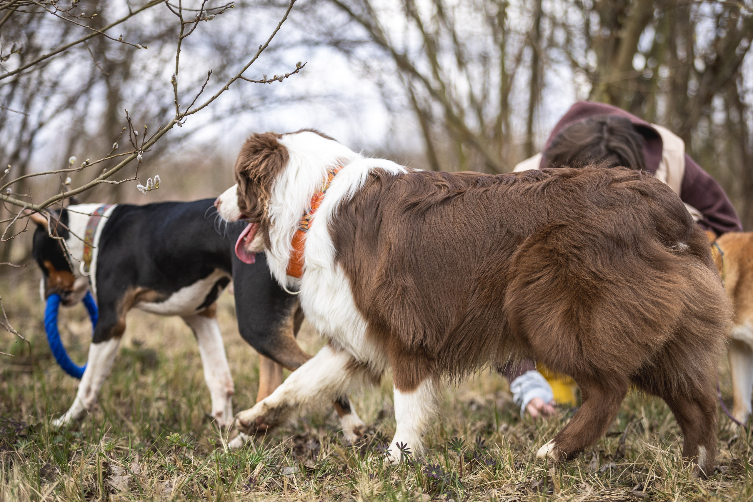 Догтуса 24.03.2024. Ирина Голомб|Фотограф-анималист в  Сочи и Калининграде