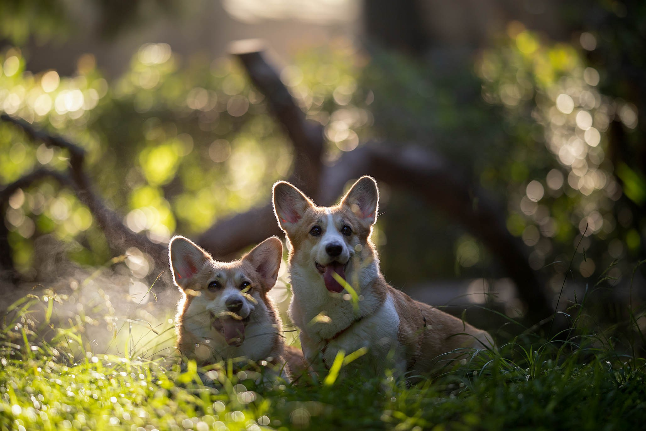 Лиса и Деви, корги. Ирина Голомб|Фотограф-анималист в  Сочи и Калининграде