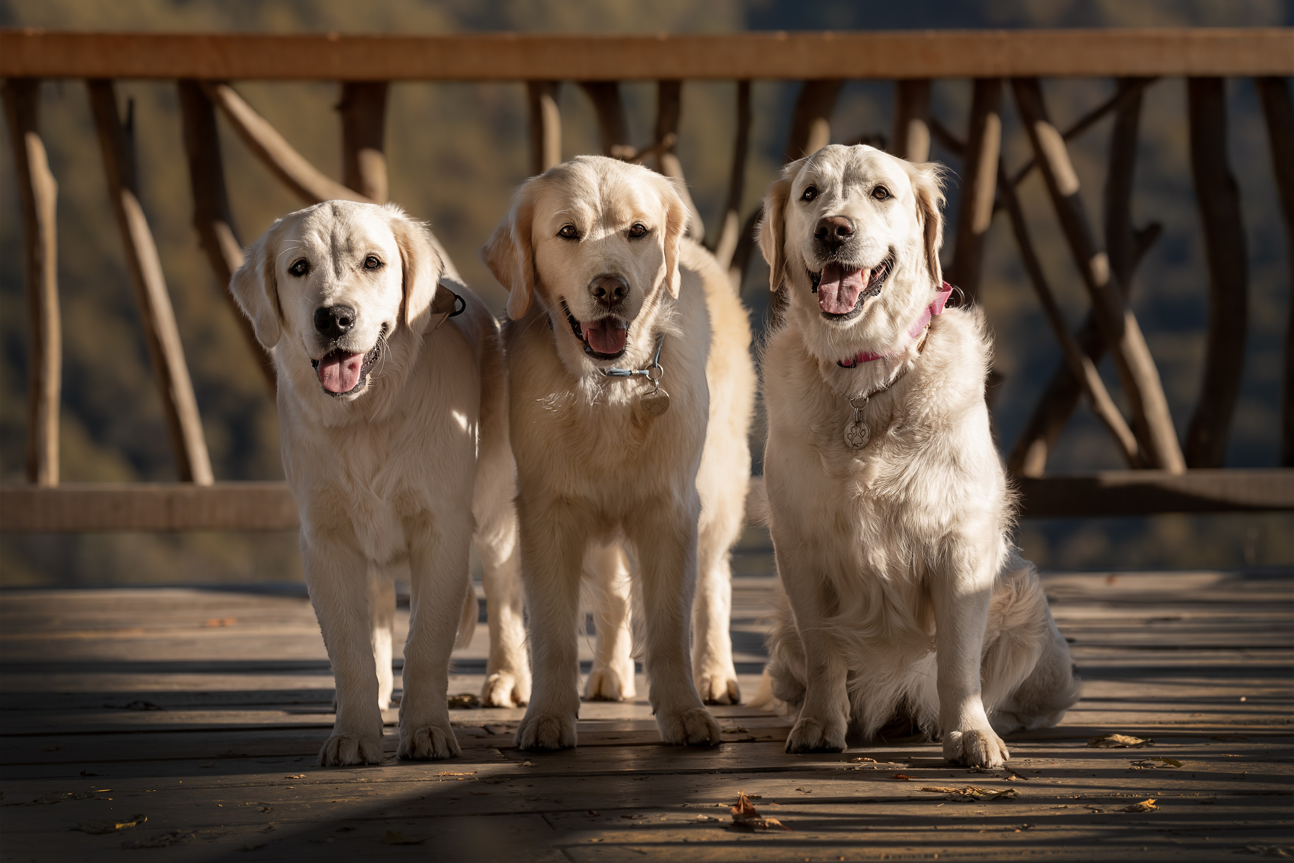 Асти, Делфи и Фреска, Голден Ретриверы. Ирина Голомб|Фотограф-анималист в  Сочи и Калининграде