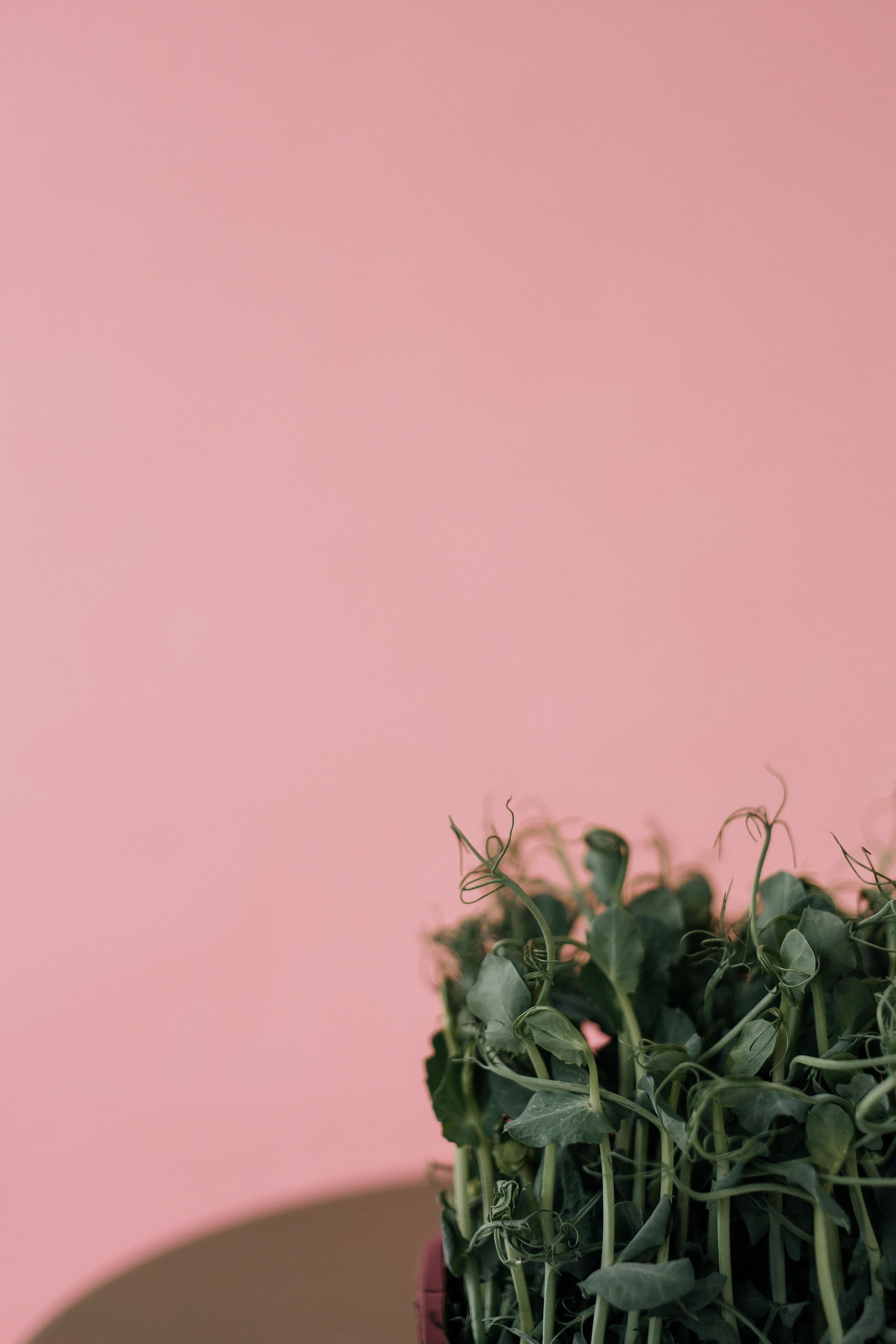 Контентная фотосессия для диетолога. КОНТЕНТ ФОТОГРАФ