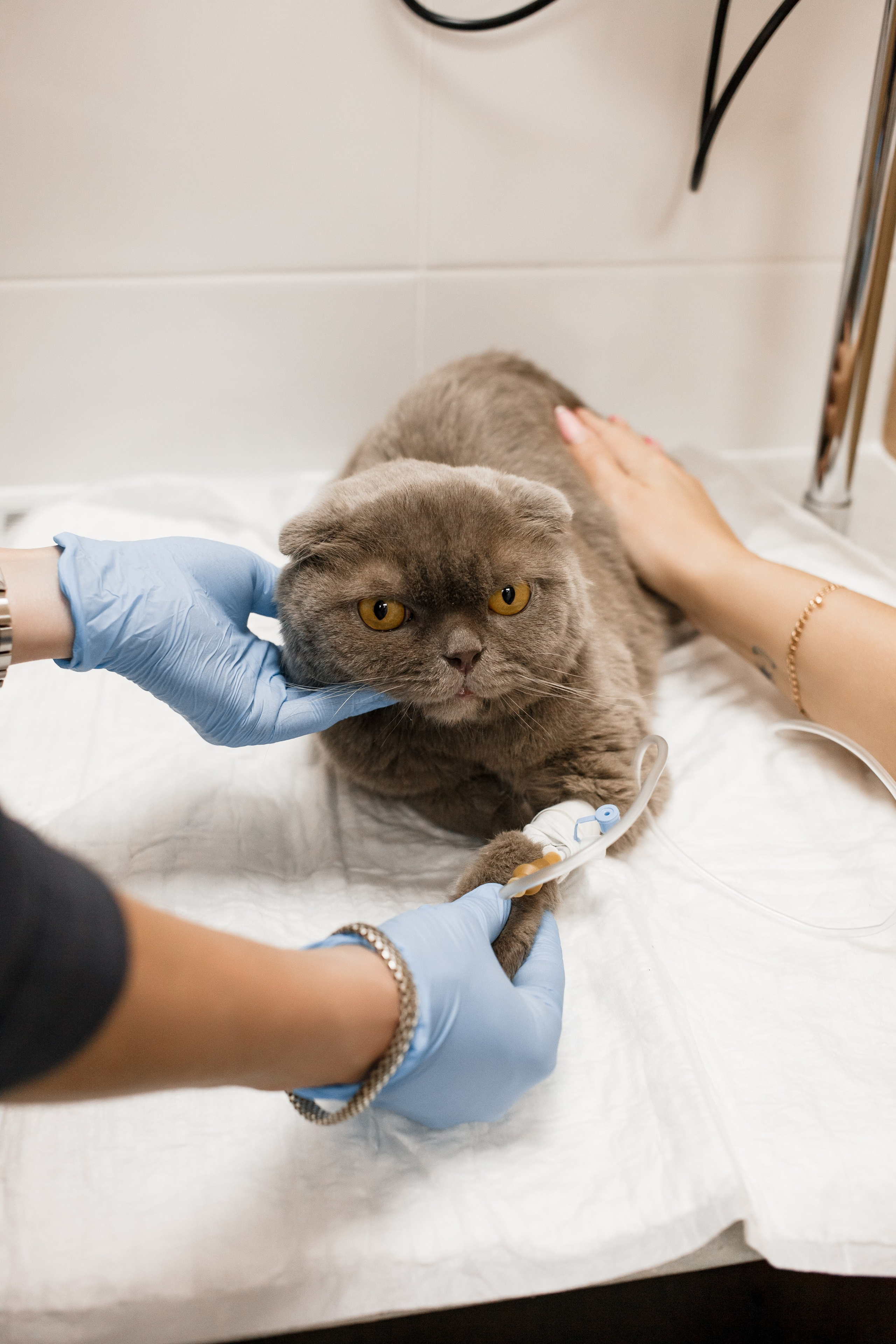 Контентная съемка для ветеринаркой клиники. КОНТЕНТ ФОТОГРАФ