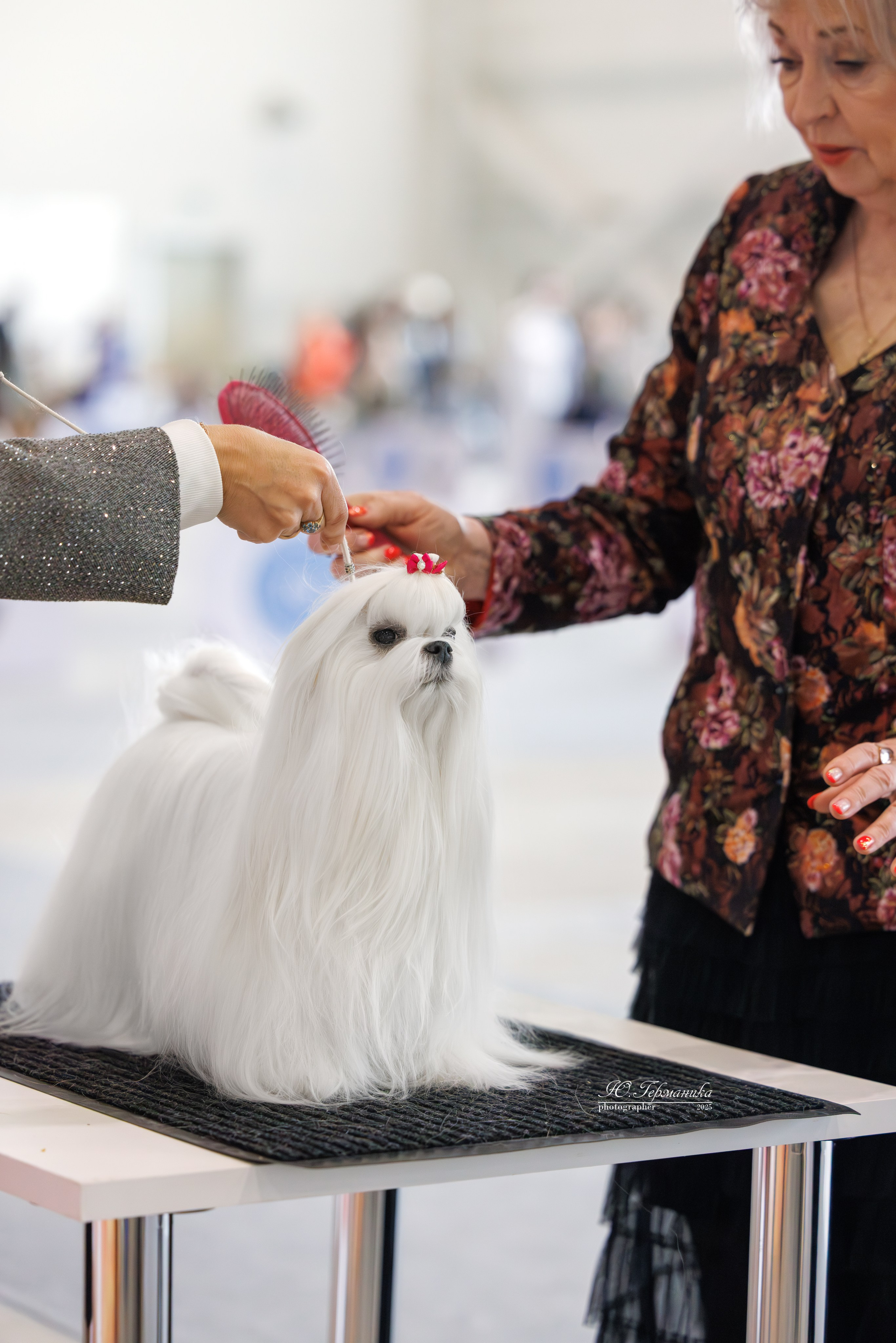 Астана 2хCACIB 3-4.05.2025. Фотограф-анималист Юлия Германика