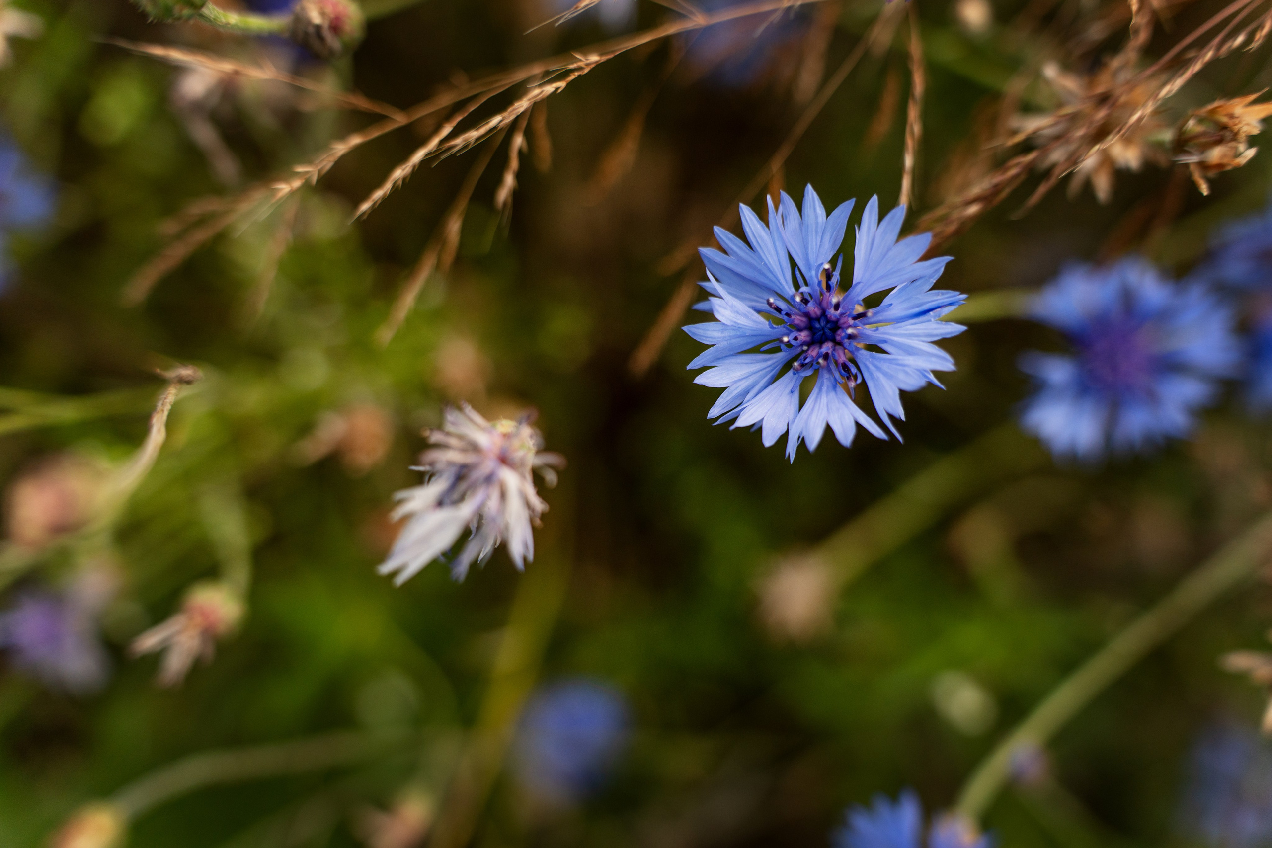 Женская съемка в Коломенском. Фотограф Ольга Чувалдина Москва