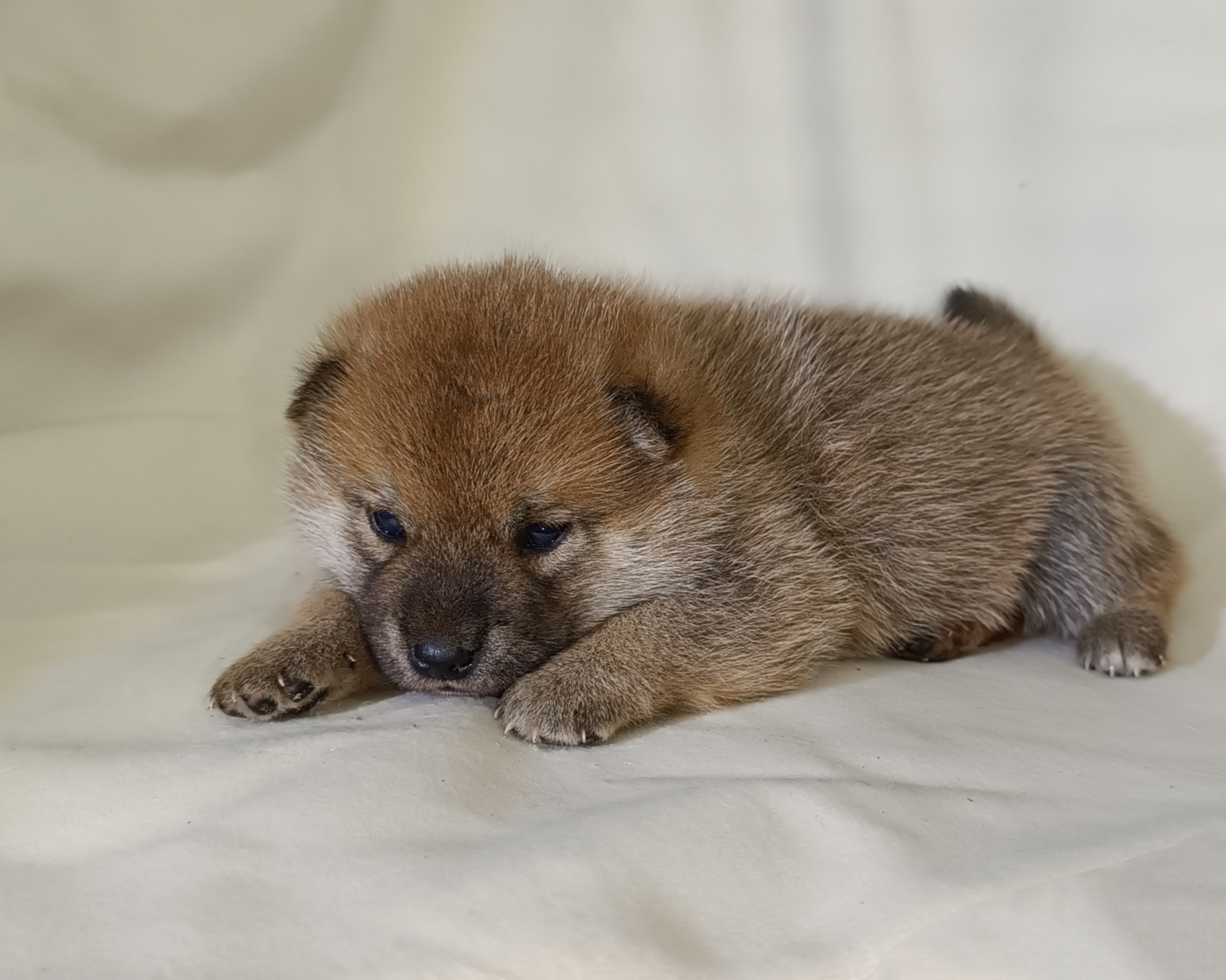 сиба питомник Рубилайт щенки на продажу rubylight  сиба щенки купить СПб Санкт-Петербург 