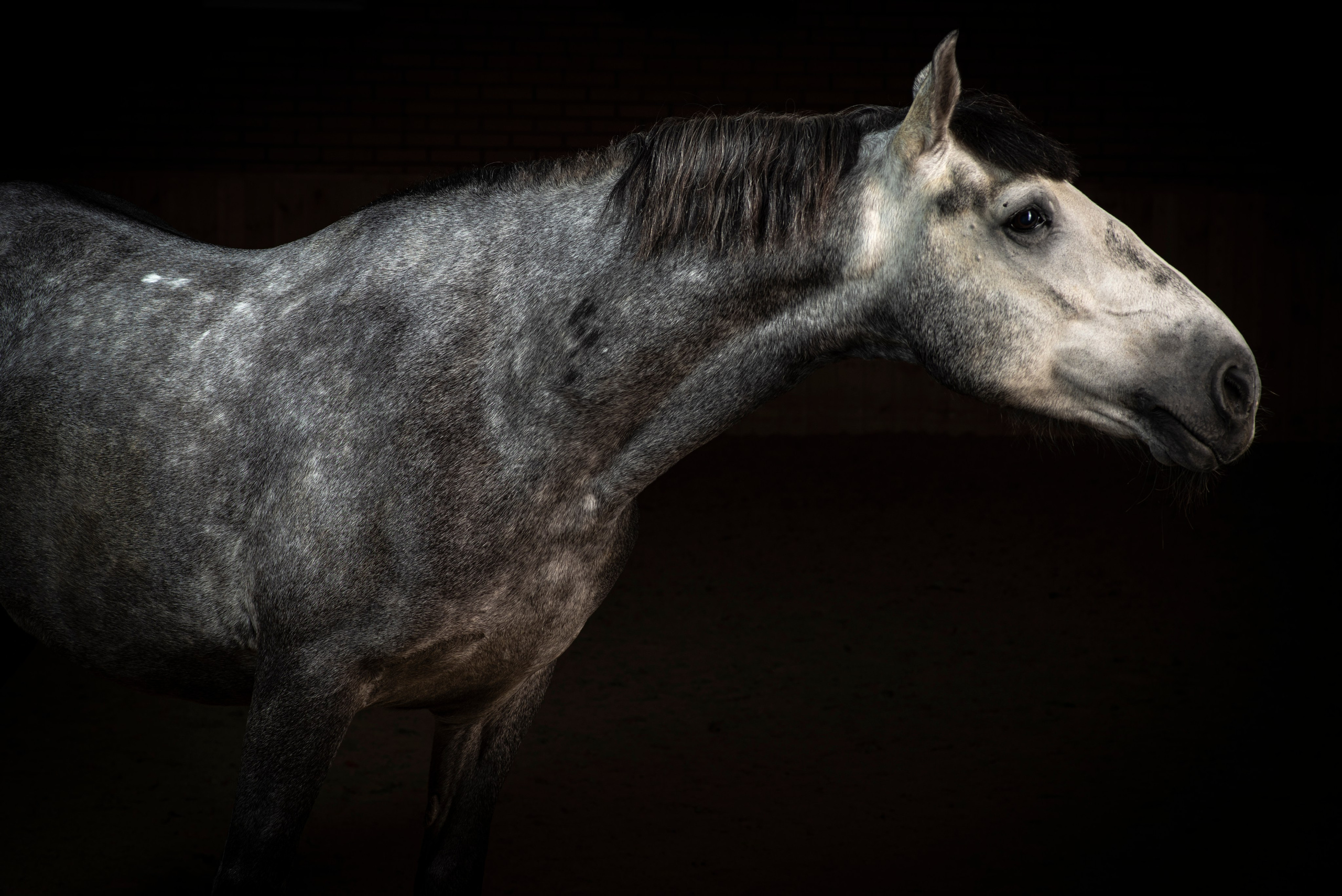 Серая лошадь