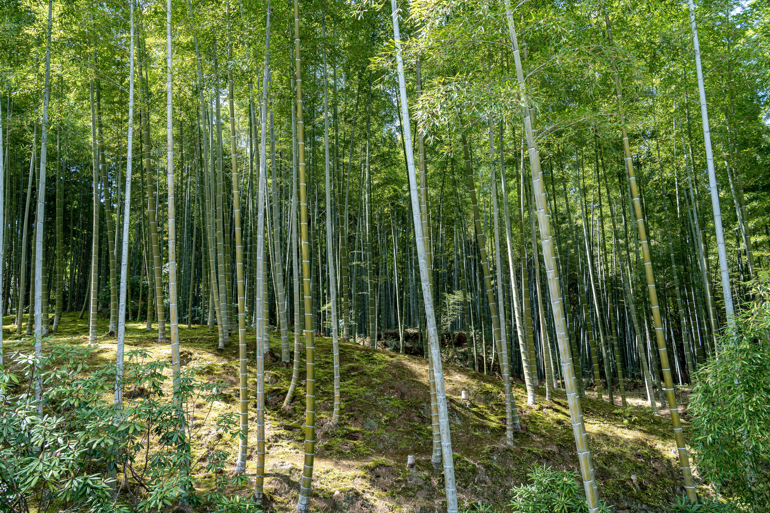 Япония, сакура. Творческие сьемки