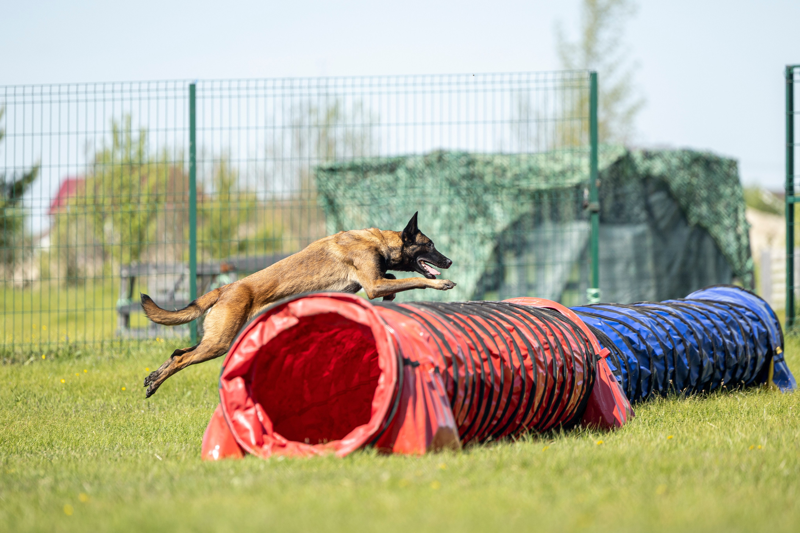 Испытания по мондьорингу в Нижнем Новгороде. Фотограф-анималист Анна Маринич