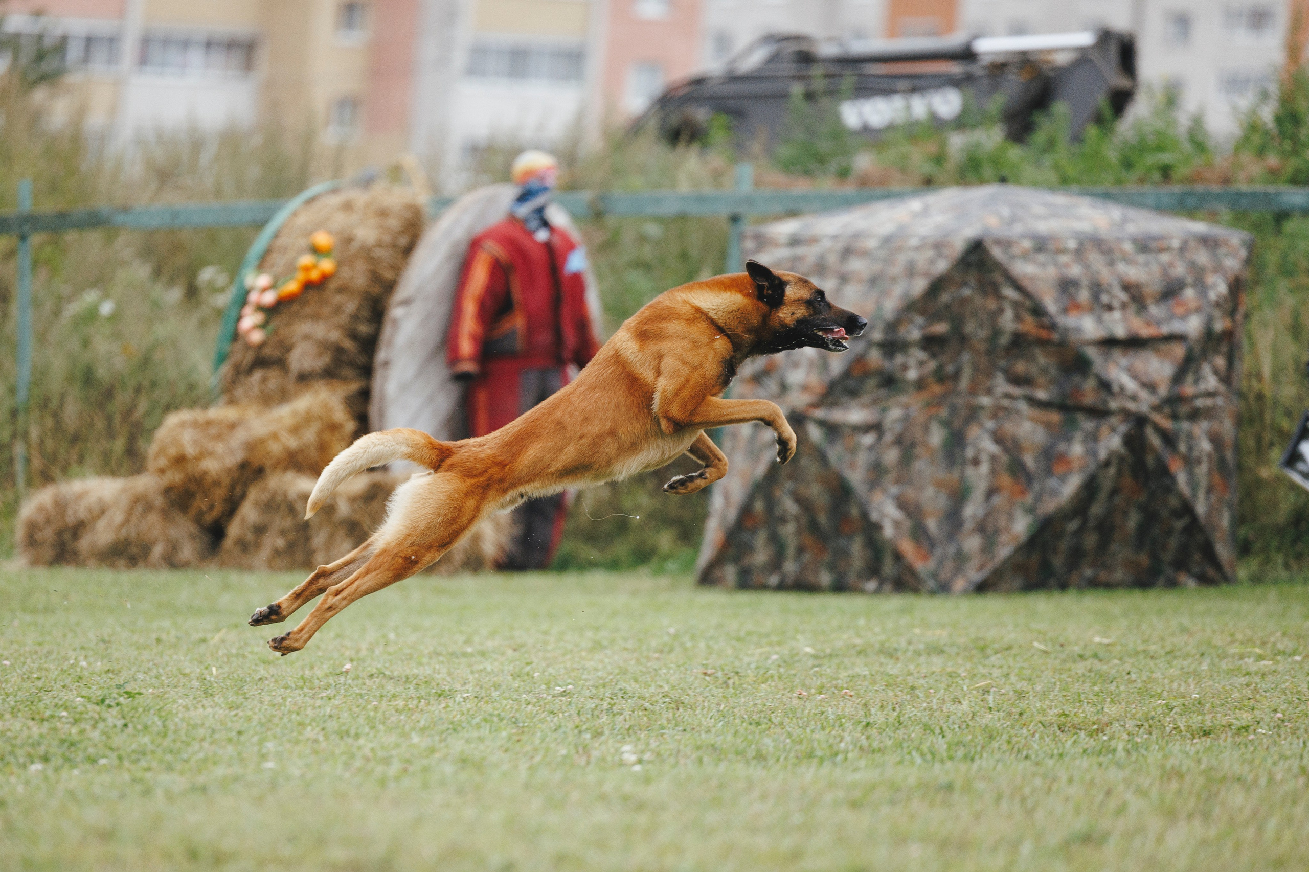 08.08.25-10.08.25 ЧР по мондьорингу г. Вологда. Фотограф-анималист Анна Маринич