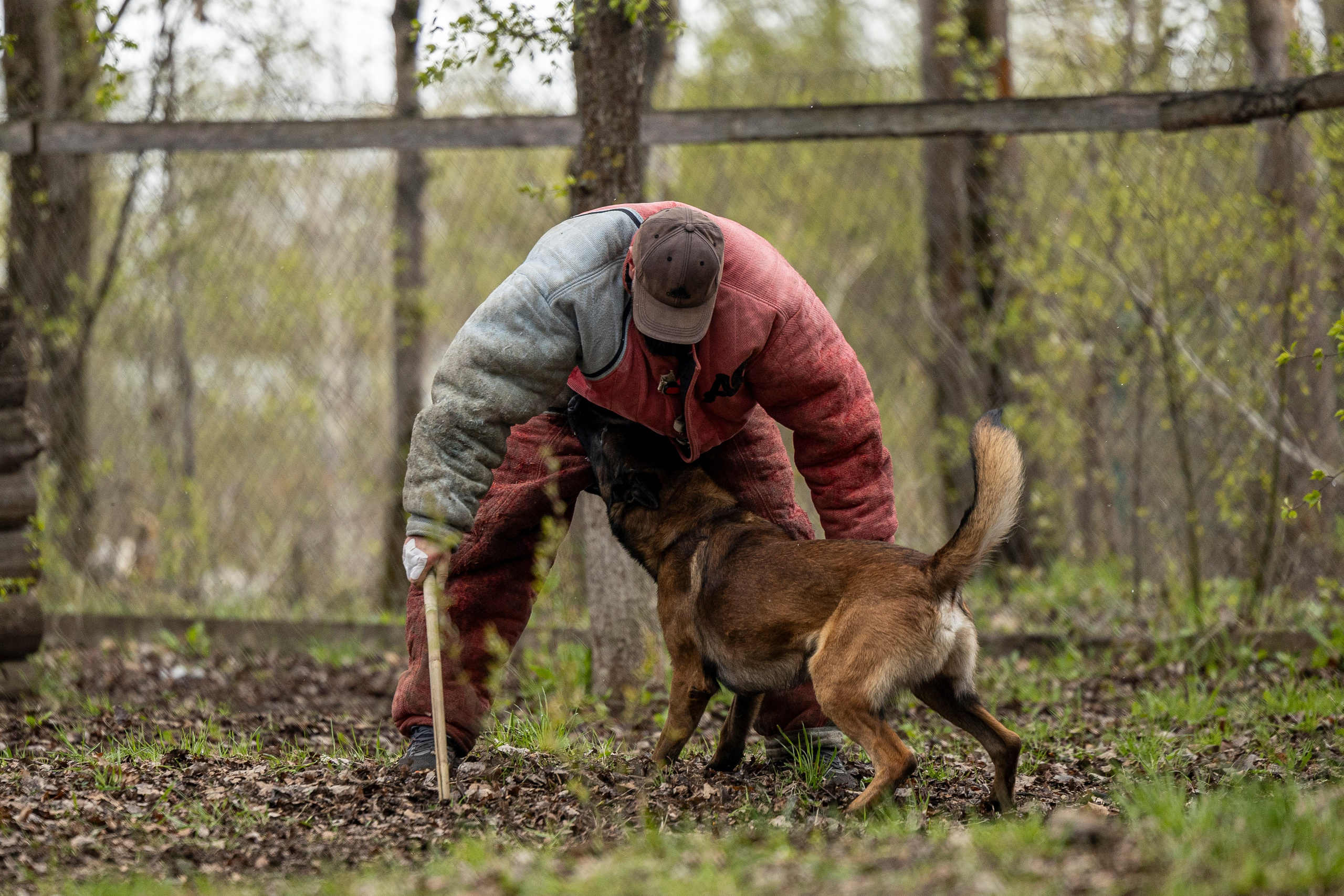 Квалификационные состязания по мондьорингу г. Вологда 11.05.24. Фотограф-анималист Анна Маринич