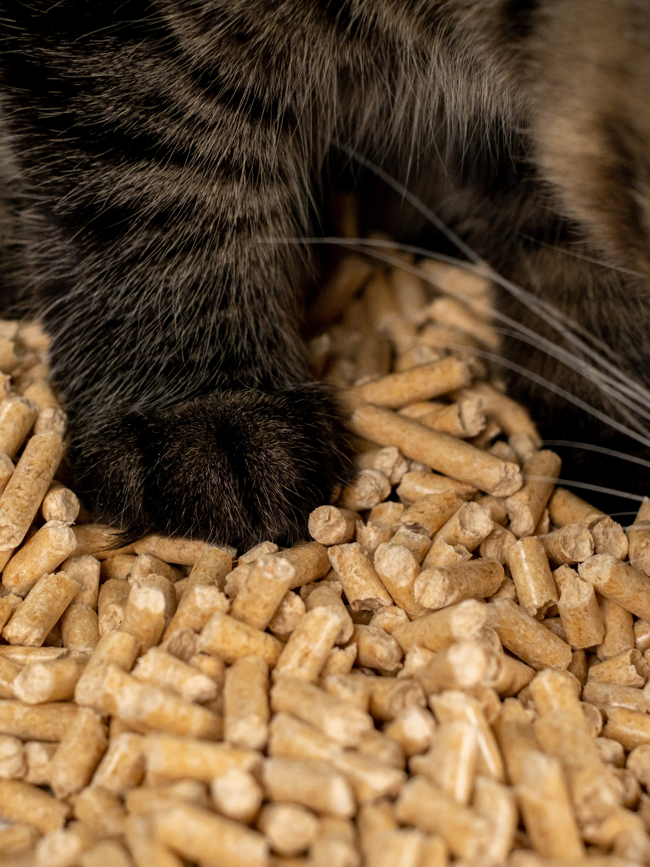 Древесный наполнитель для кошек, для Анастасии!. Зоофотограф, фотограф животных в Москве и области Дина Дамоцева