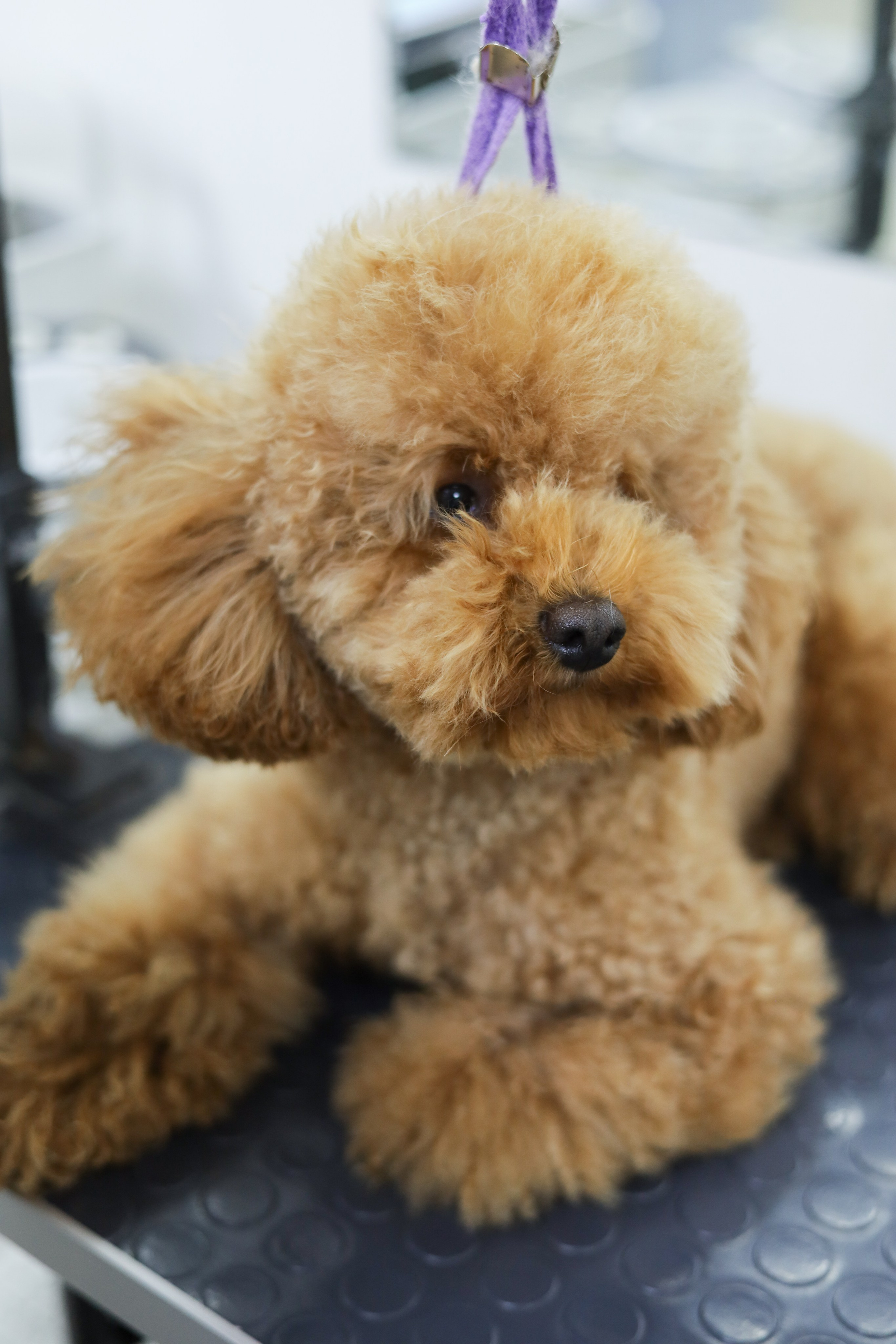 Груминг салон / Моська. Фотограф Мурманск | Нижний Новгород • Анна Хижняк