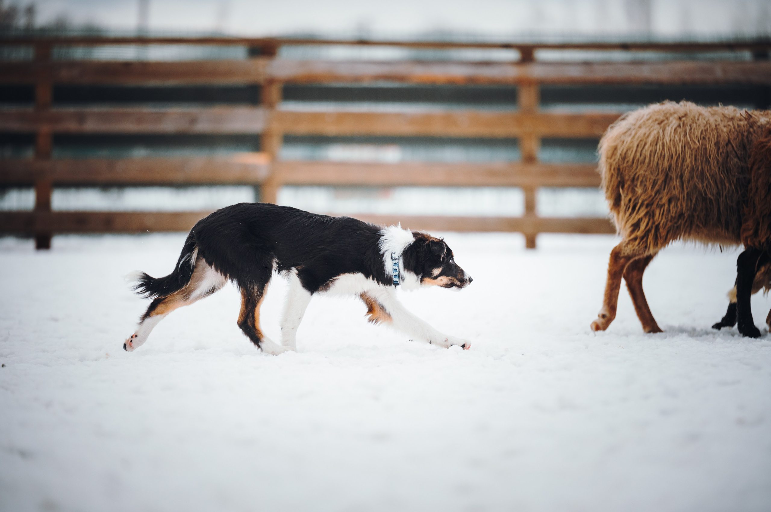 Пастьба. Семейный фотограф анималист Ананьева Мария — Москва