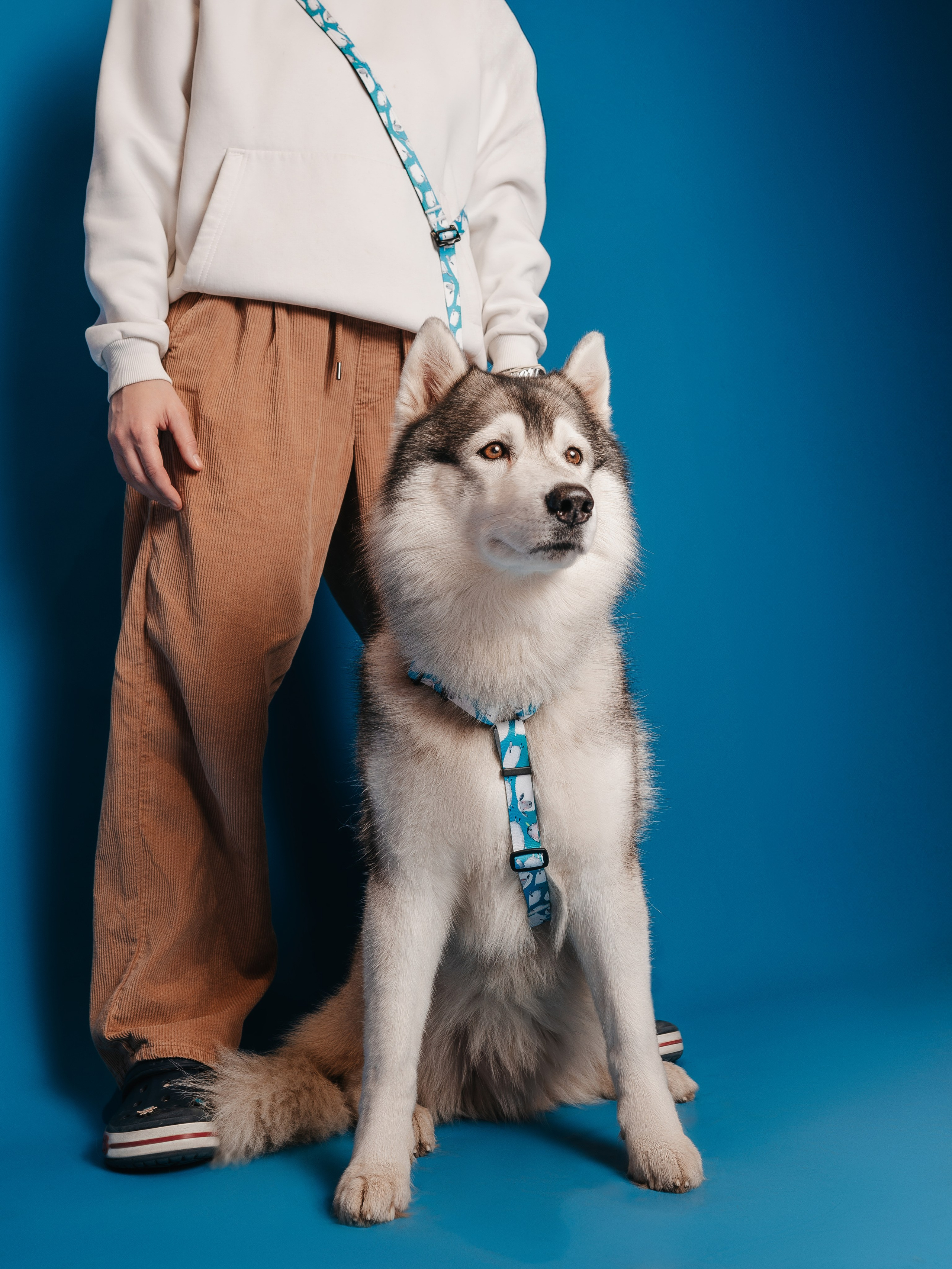 Bender&Frai. Овечки. Семейный фотограф анималист Ананьева Мария — Москва