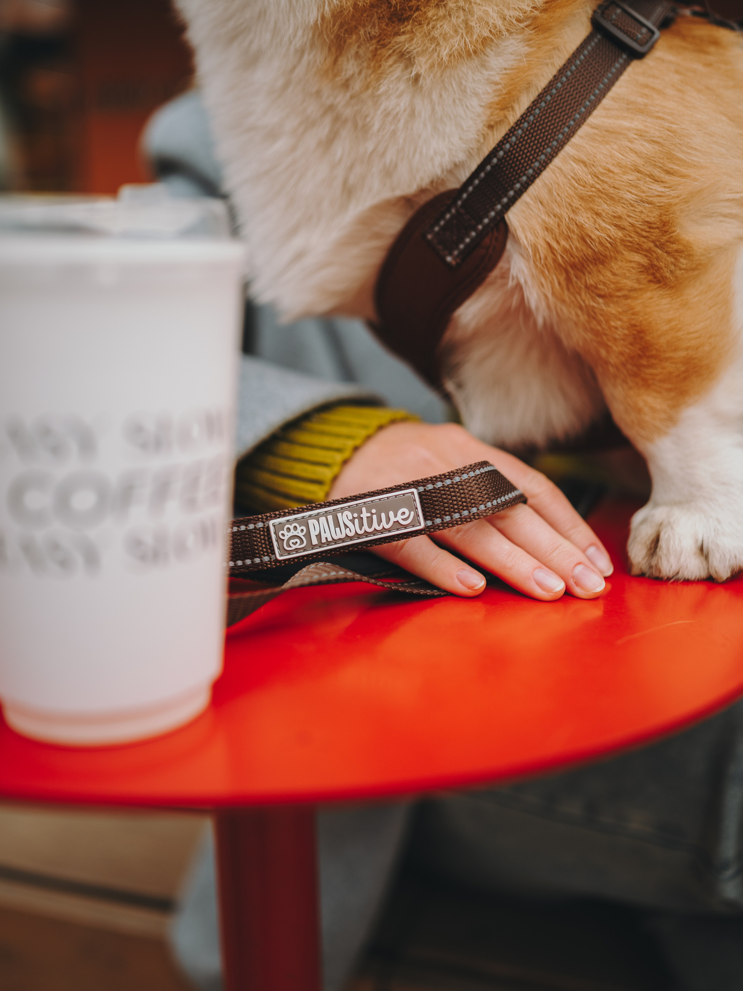 Pawsitive. Семейный фотограф анималист Ананьева Мария — Москва