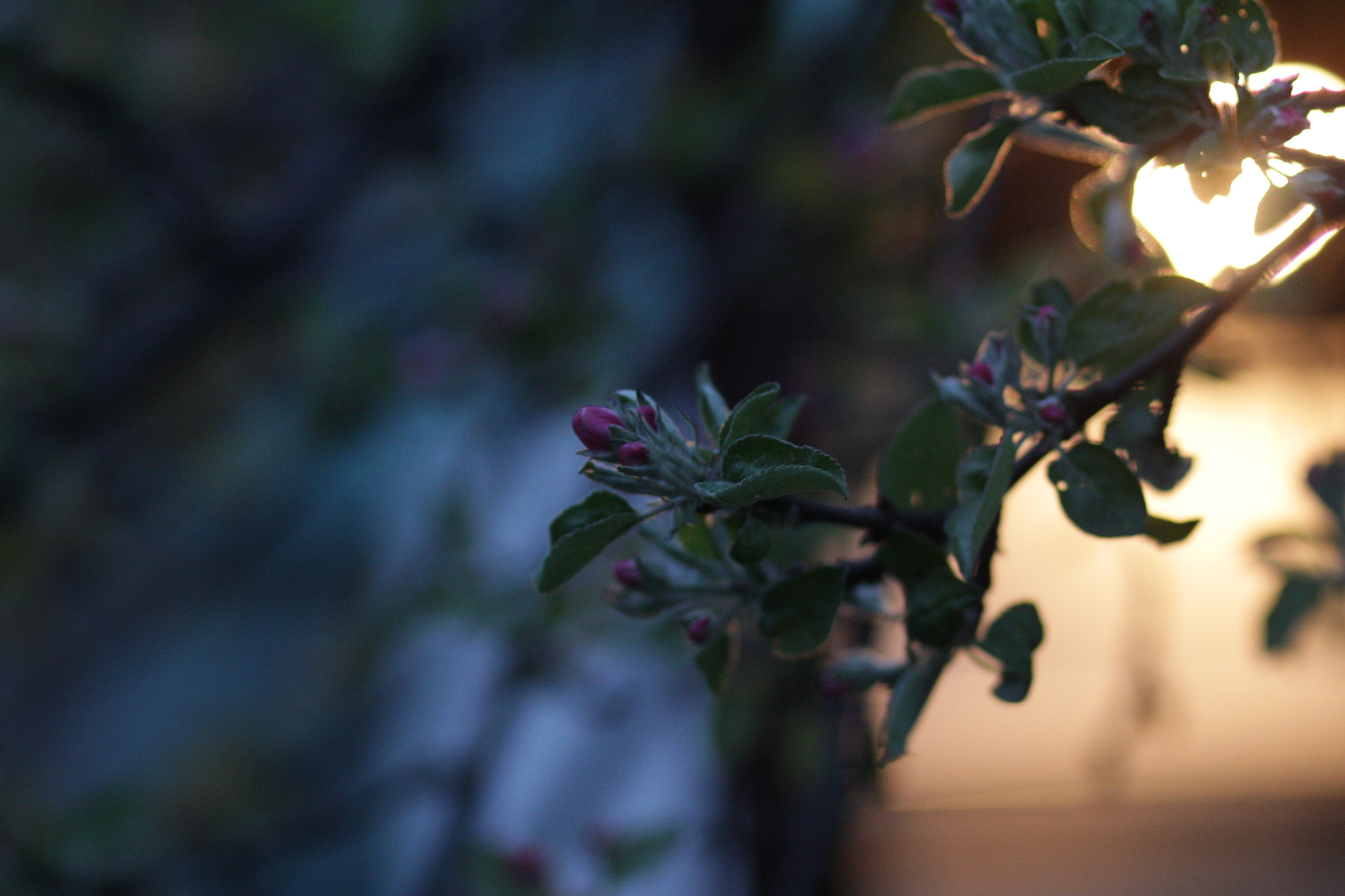 Яблоневый цвет бутоны