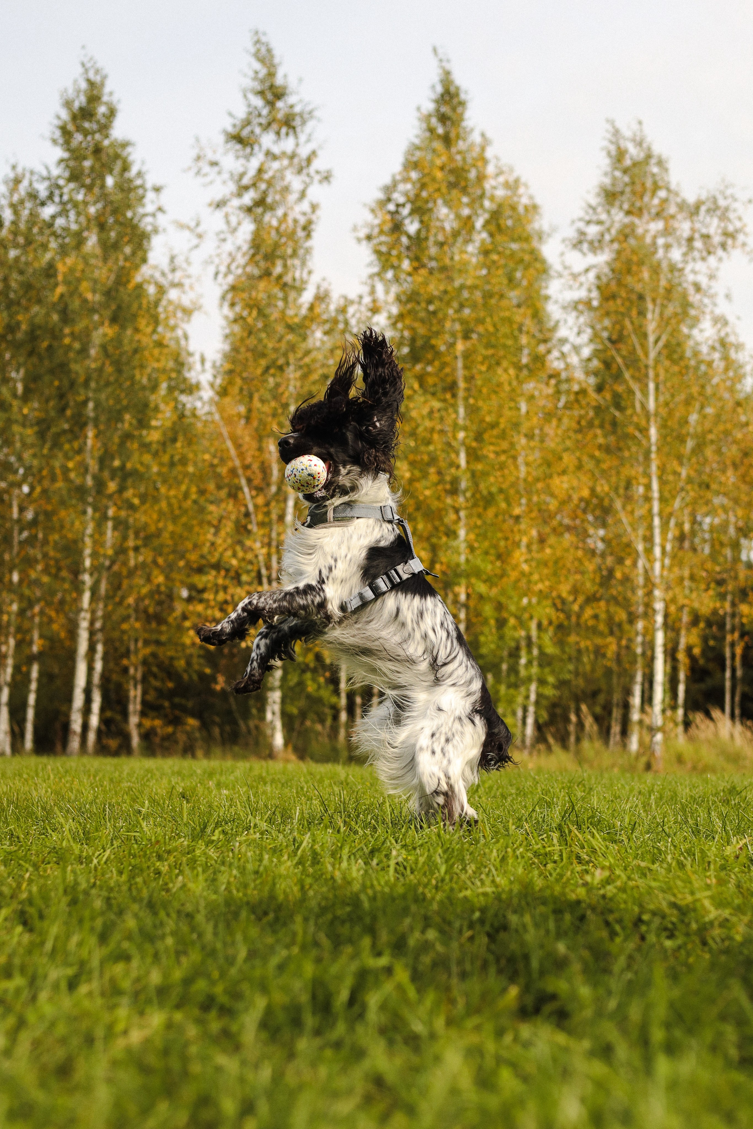 Купер и его семья. Фотограф-анималист Ксения Шевцова|Москва