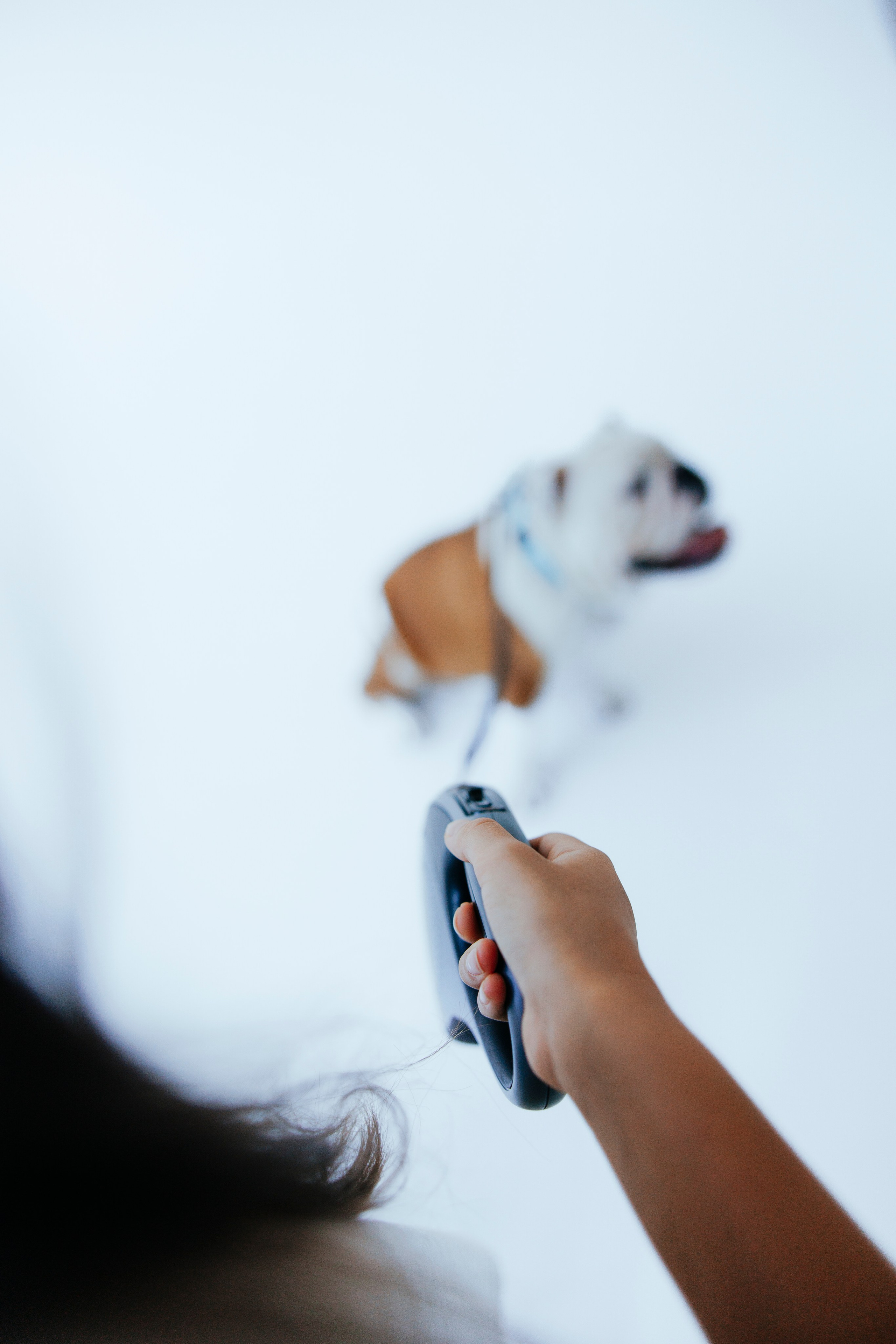 Pawsitive рулетки. Анастасия Белаш