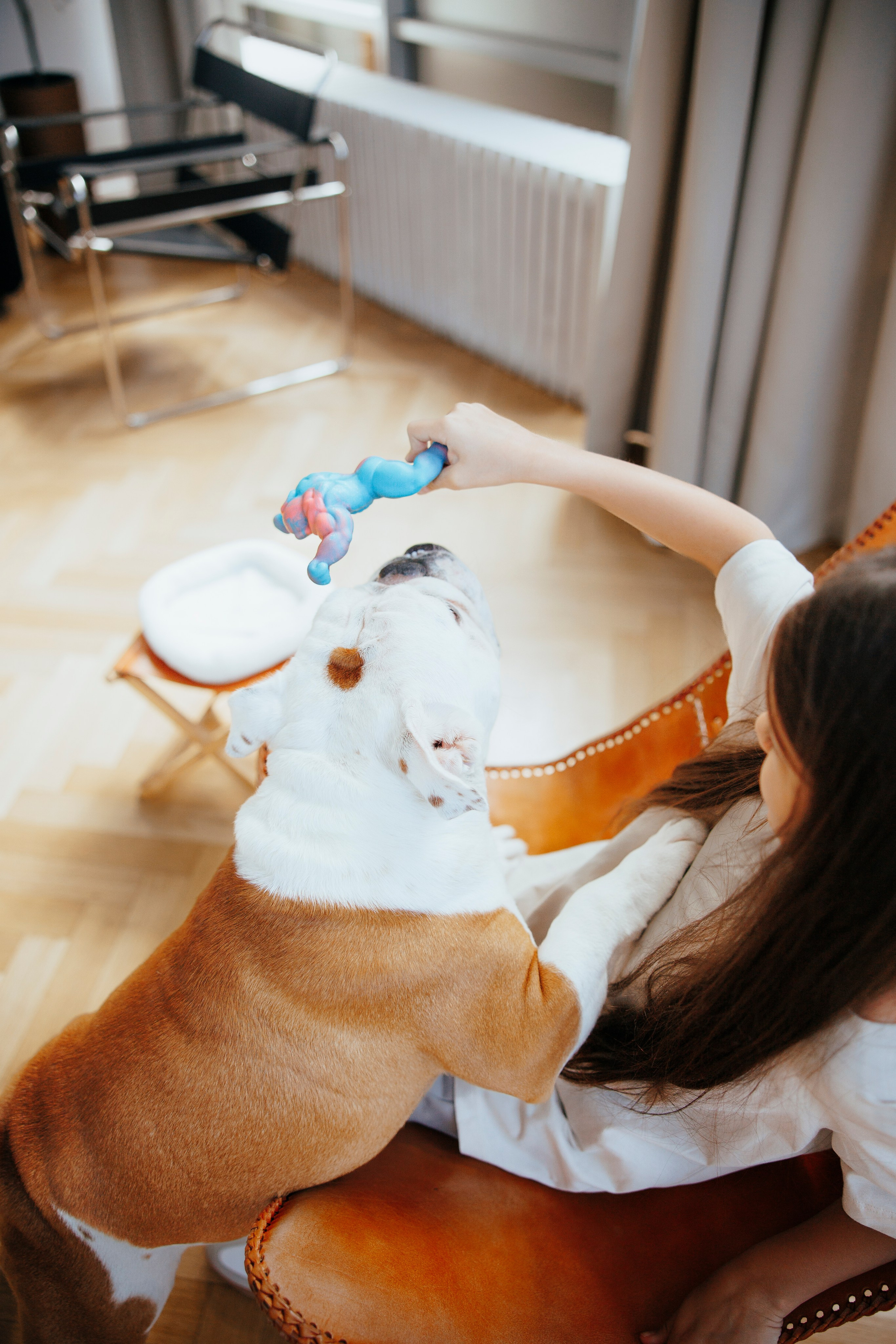 Pawsitive игрушки. Анастасия Белаш